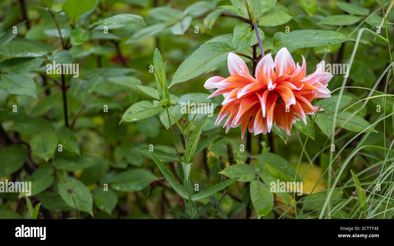 Nahaufnahme von orangefarbenen und weißen Dahlien mit zarten Blütenblättern Makrohintergrund, aufgenommen mit einer Sony a6700 Kamera mit 100-mm-Makroobjektiv Stockfoto