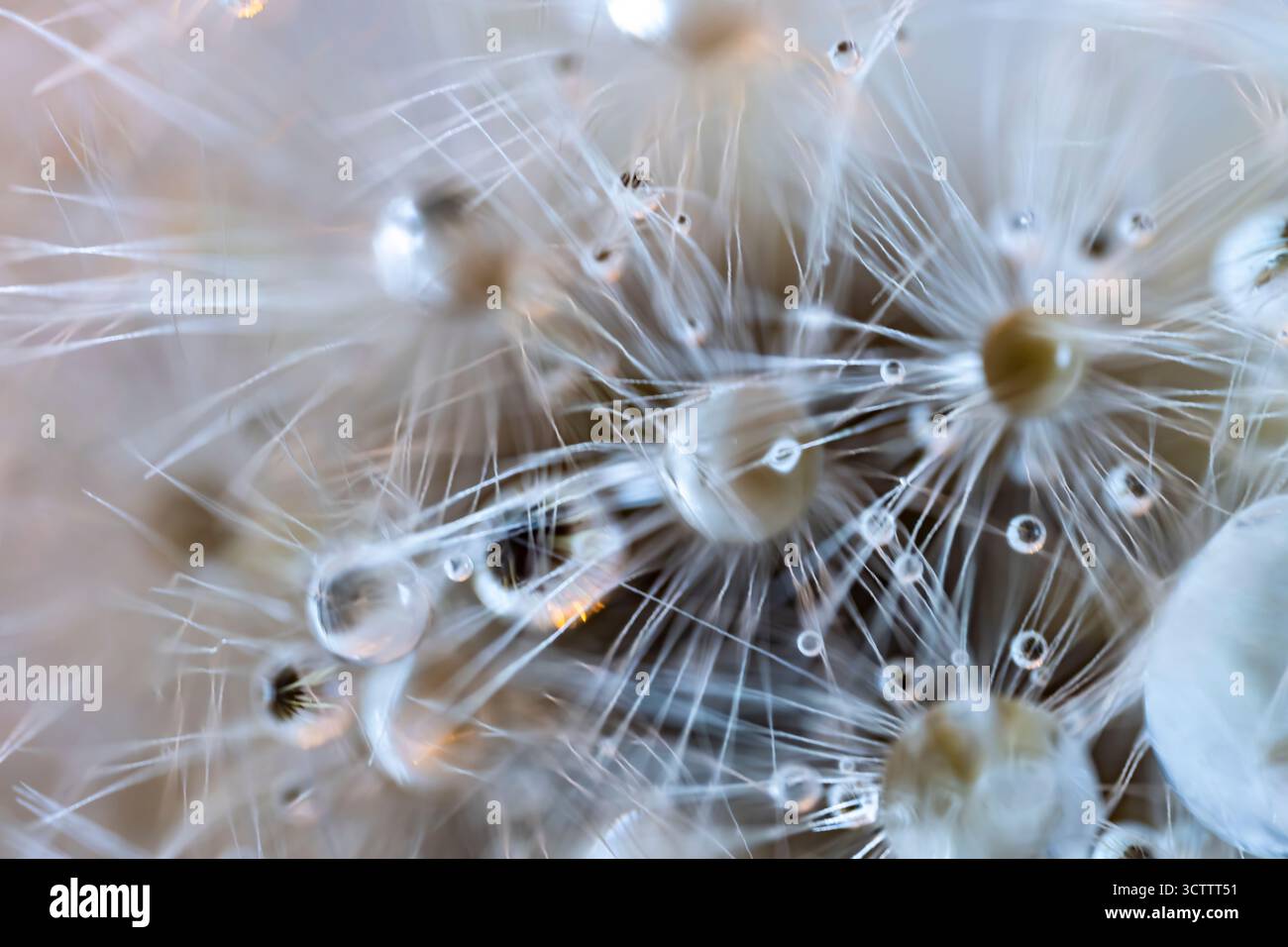 Makrofoto eines flauschigen Löwenzahn nach Regen mit großen Wassertropfen, zarter weißer Flusen mit Tau, Draufsicht Stockfoto