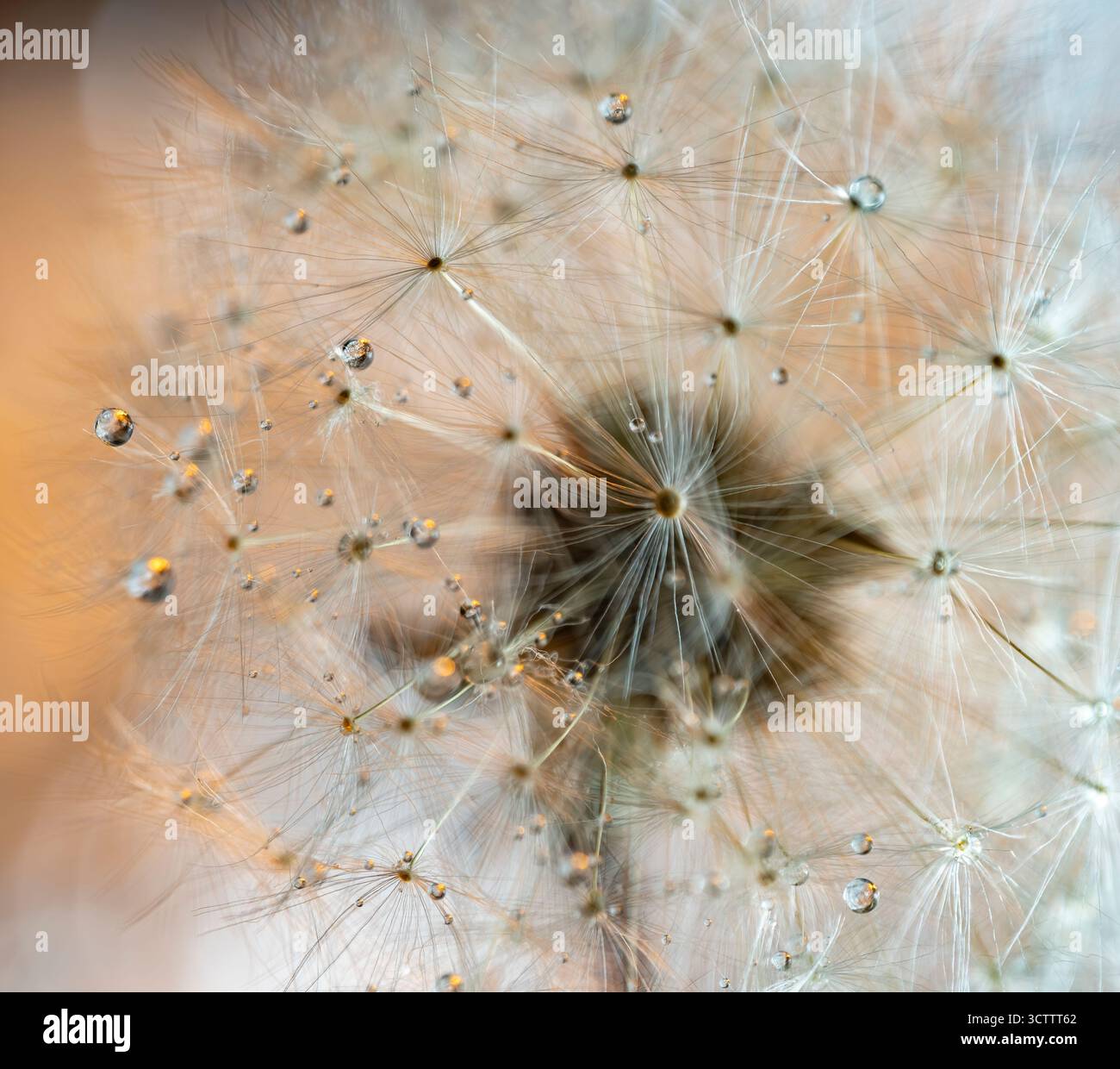 Makrofoto eines flauschigen Löwenzahn nach Regen mit großen Wassertropfen, zarter weißer Flusen mit Tau, Draufsicht Stockfoto