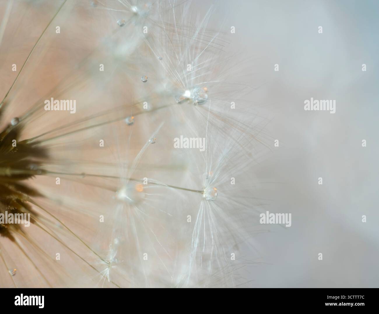 Makrofoto eines flauschigen Löwenzahn nach Regen mit großen Wassertropfen, zarter weißer Flusen mit Tau, Draufsicht Stockfoto