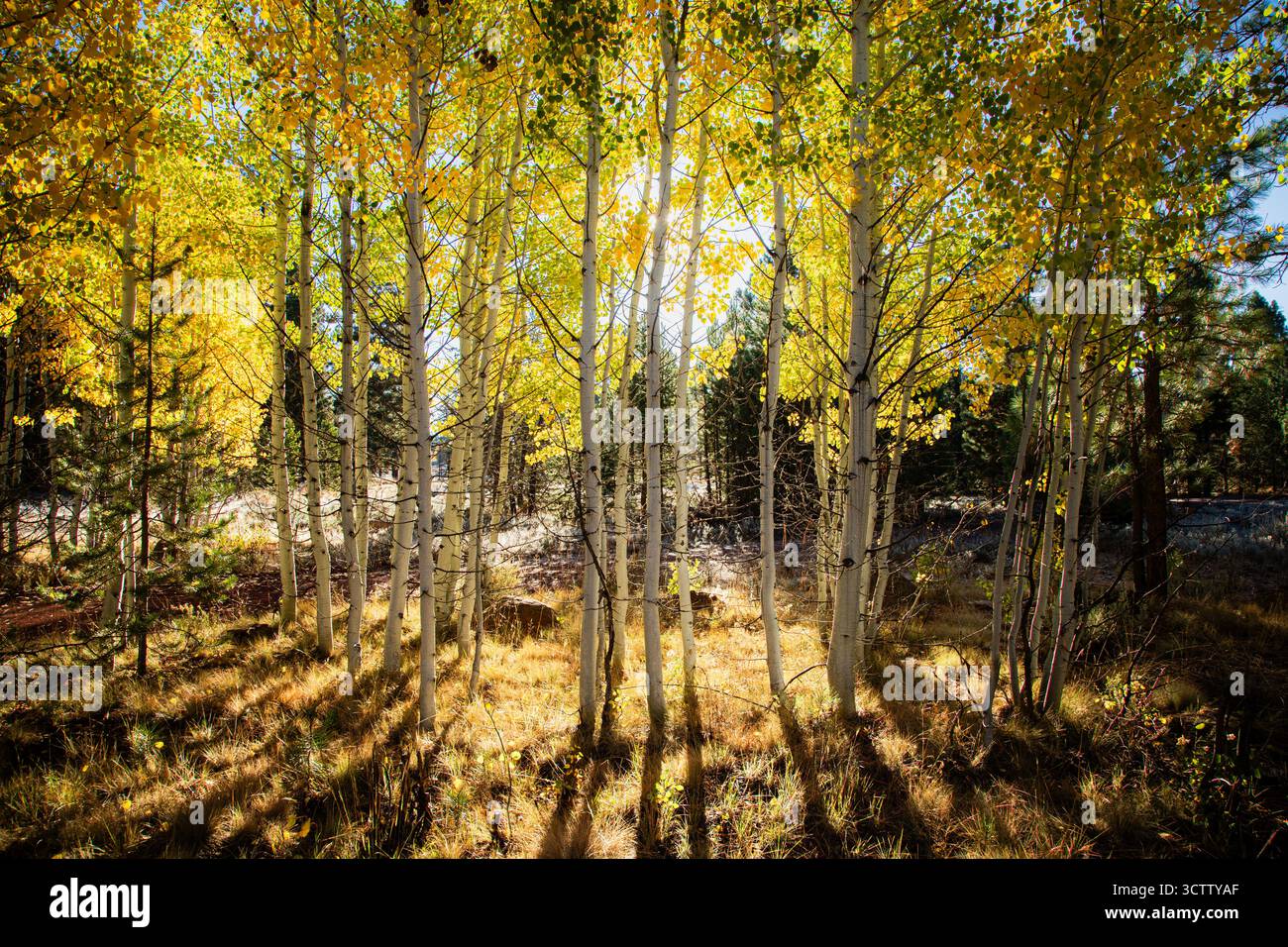 Hinterleuchtete Beben mit goldenen Herbstblättern in der Nähe des Bogard Campground in Lassen County, Kalifornien. Stockfoto