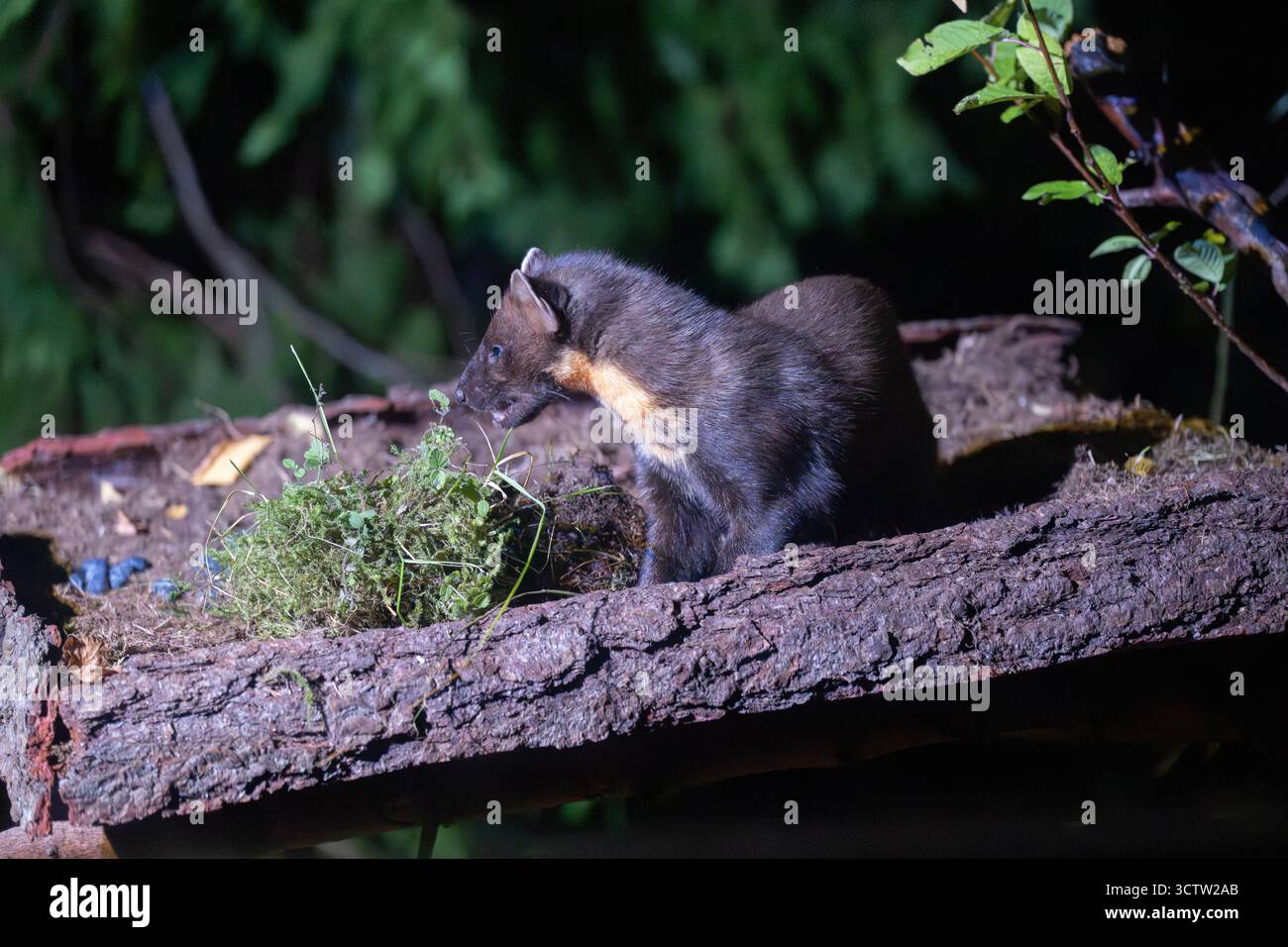 Pinienmarder (Martes Martes) an der Fütterungsstation, Inshriach Wildtiervermietung, Cairngorms, Schottland Stockfoto