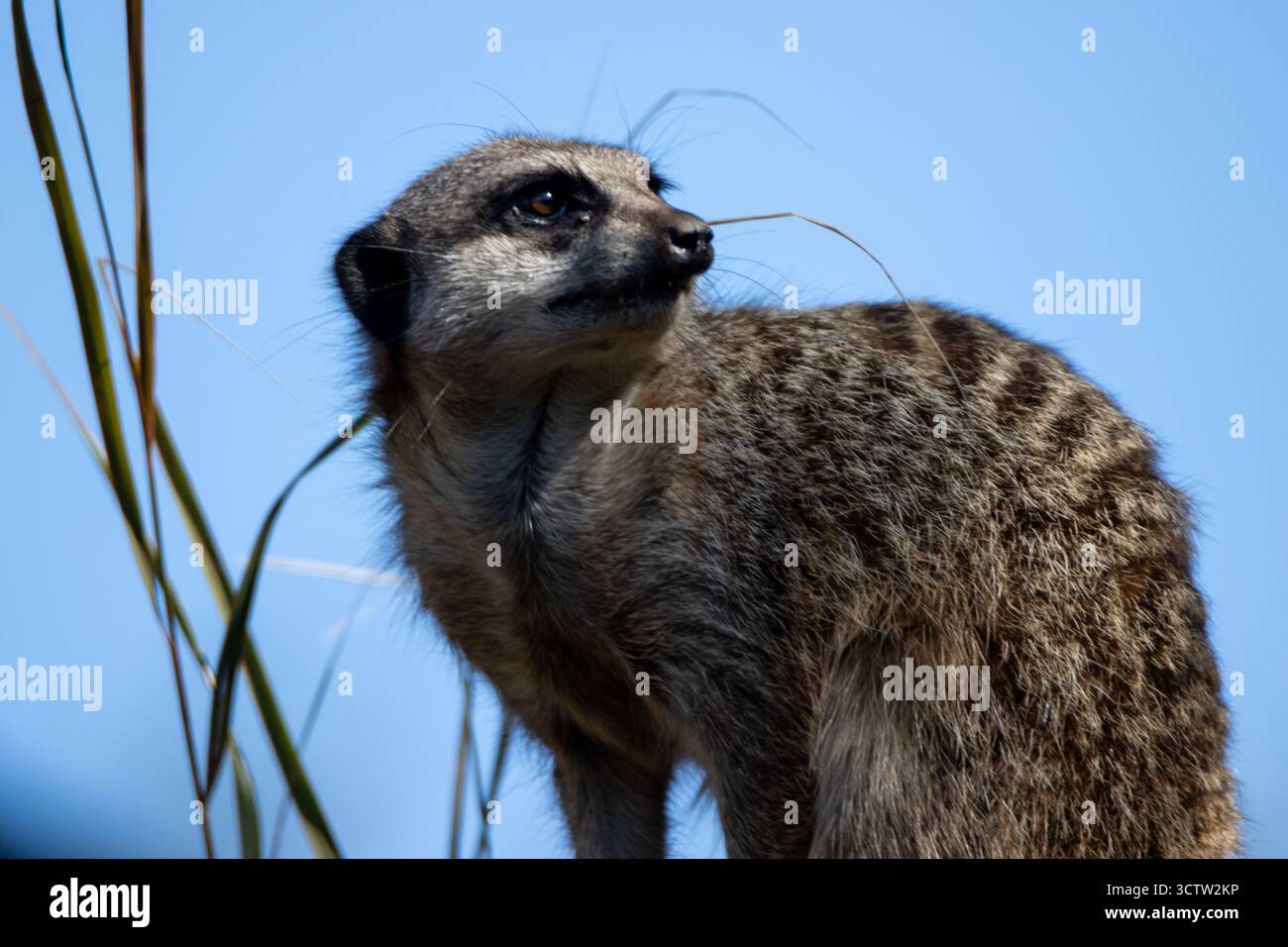 Ein schlankes, schwanzartiges Erdmännchen (Suricata suricatta), das auf einem natürlichen hellblauen Hintergrund im Paignton Zoo, Devon, Großbritannien, beobachtet und isoliert wird Stockfoto