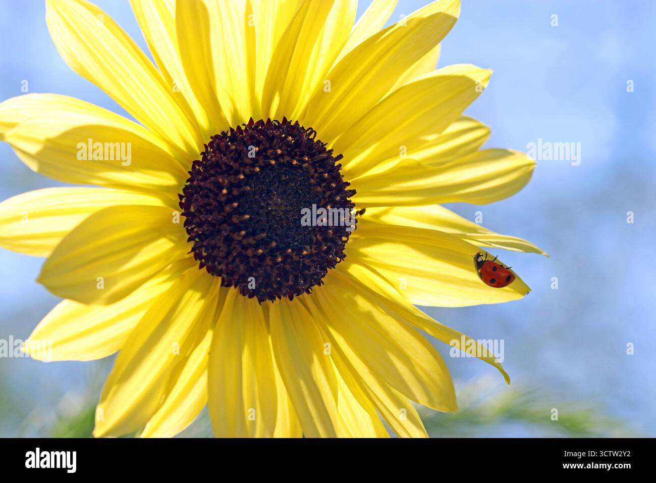Vollbild eines Sonnenblumenkopfes (Helianthus annuus; gewöhnliche Sonnenblume) vor blauem Himmel mit einem Marienkäfer (Marienkäfer), der auf einem Blütenblatt thront. Stockfoto