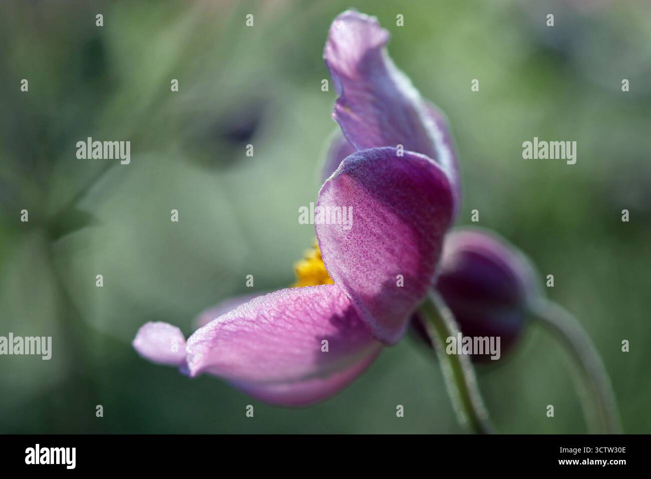 Makroprofil einer rosafarbenen japanischen Anemone (Anemone x hybrida) die Blüte leicht zum Licht hin gebeugt, leicht sonnig beleuchtet. Englischer Garten, September Stockfoto