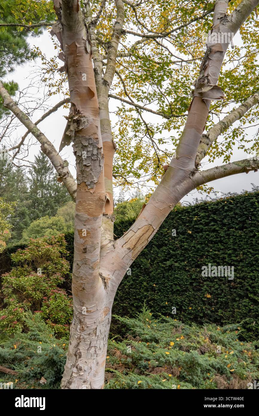 Betula Ermanii oder auch Ermans Birch genannt, mit weißer Silberrinde, die sich abblättert Stockfoto