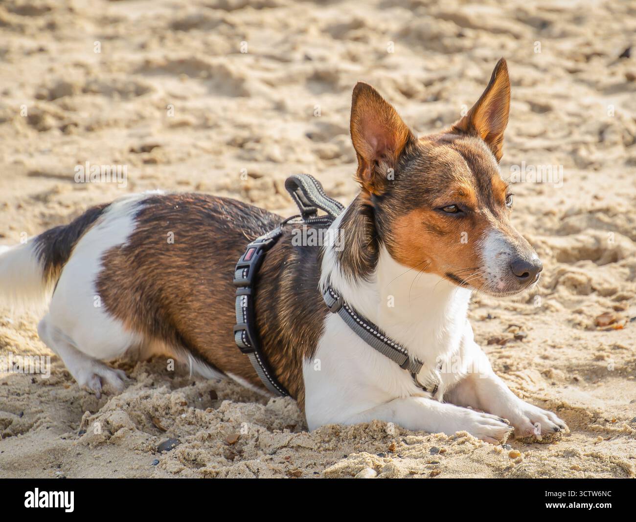 Jack Russell Terrier am Strand Stockfoto
