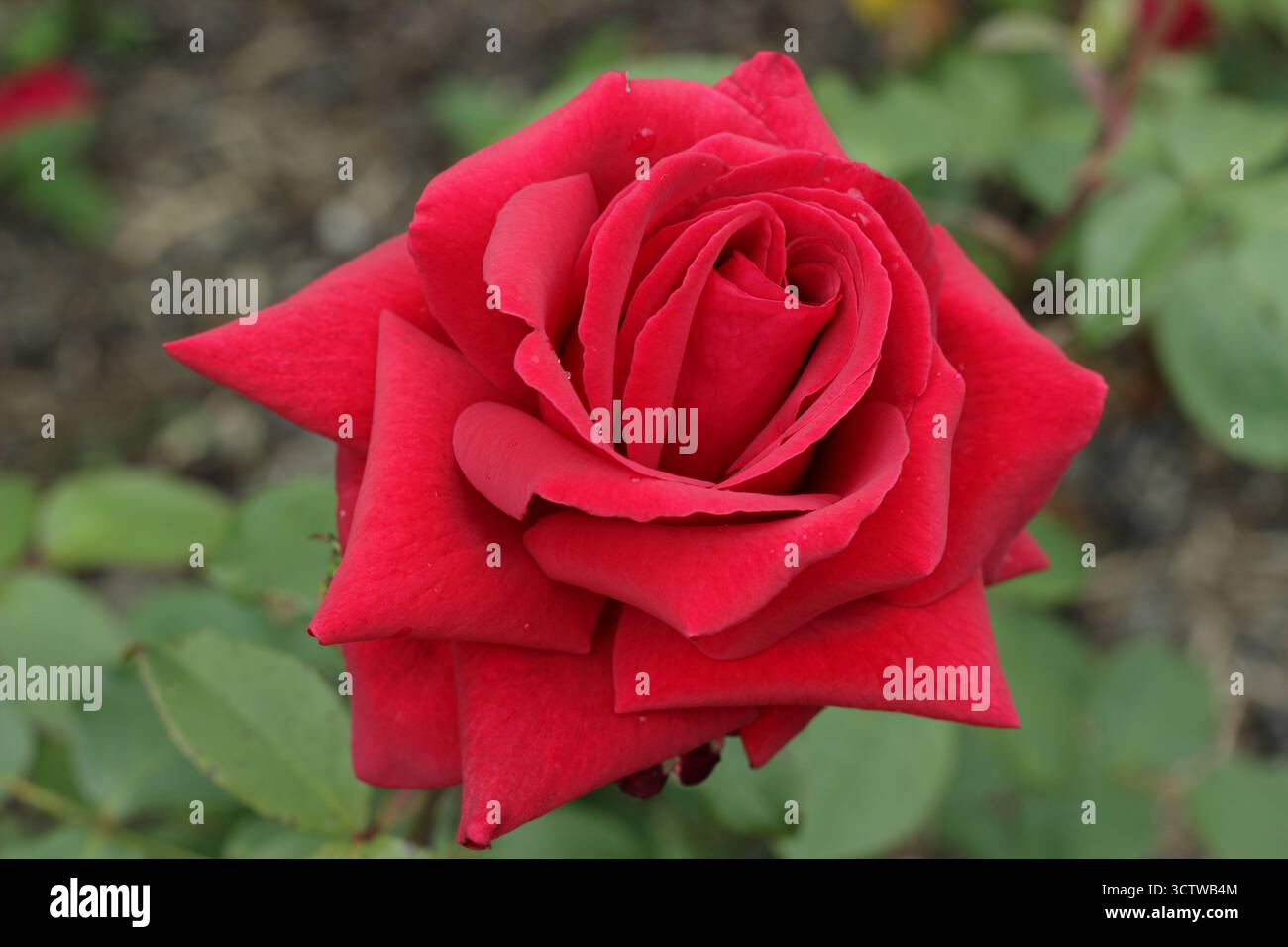 Rosa Royal William, kompakte Hybrid-Teerose mit tiefroten Doppelblüten, auch Korzaun genannt. Stockfoto