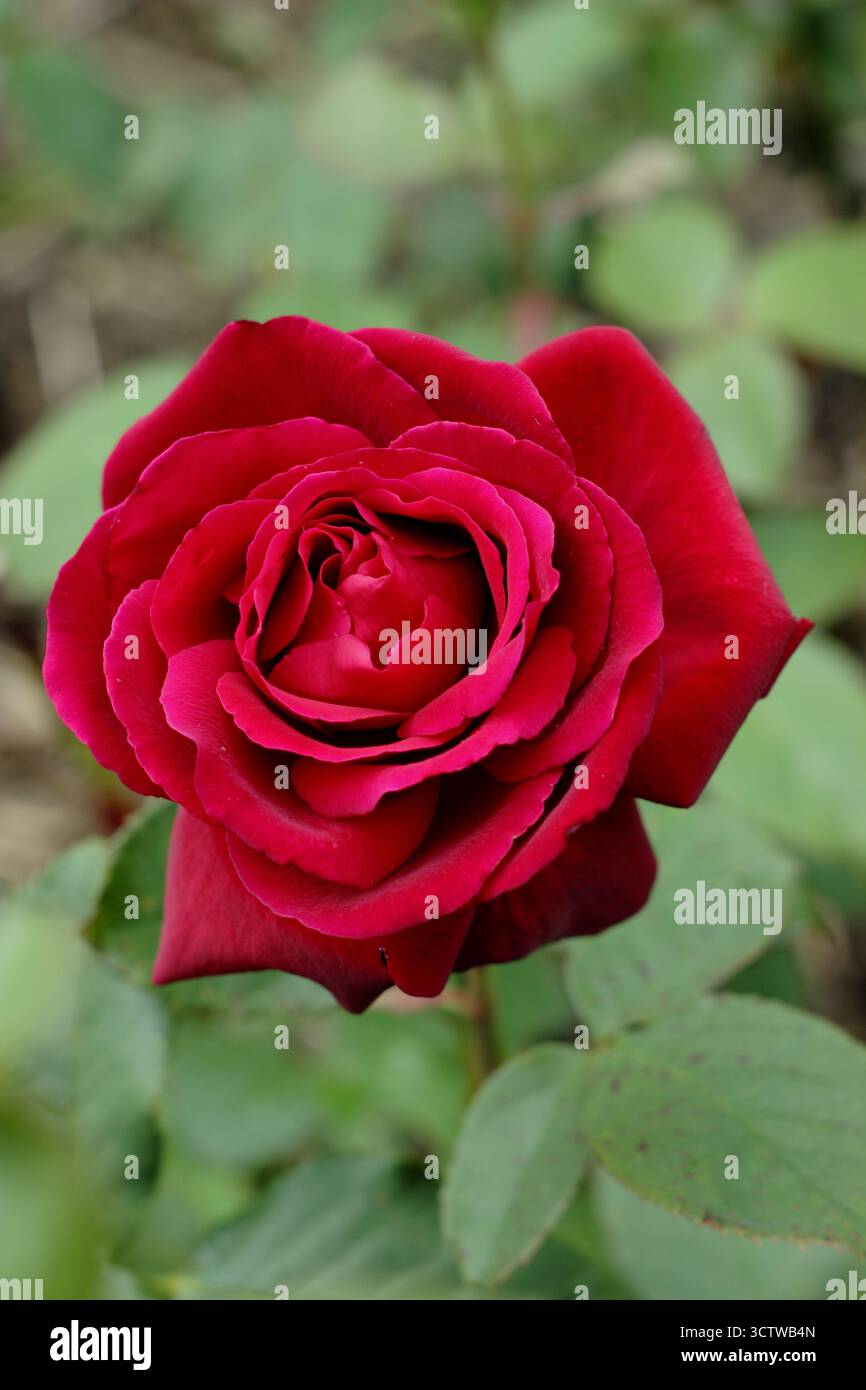 Rosa Royal William, kompakte Hybrid-Teerose mit tiefroten Doppelblüten, auch Korzaun genannt. Stockfoto