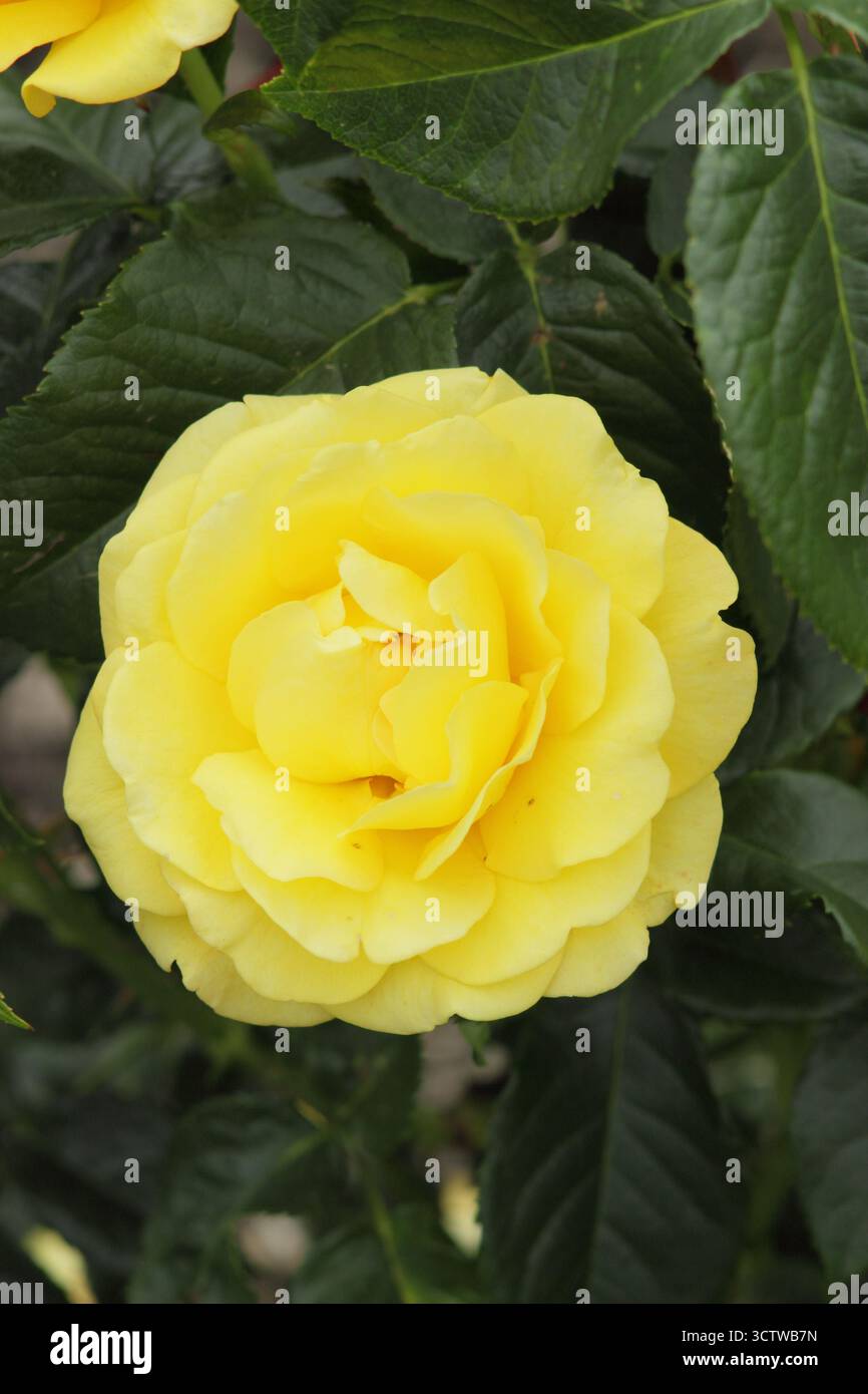 Rosa goldene Hochzeit, blühende Rose mit doppelten tiefgelben Blüten. Stockfoto