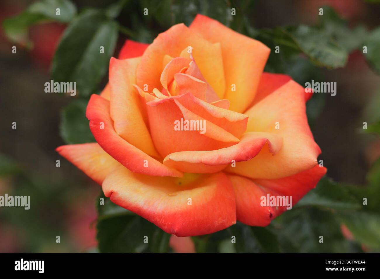 Rosa erinnerst du dich an mich, hybride Teerose mit leicht duftenden, doppelten, kupferfarbenen Orangenblüten Stockfoto