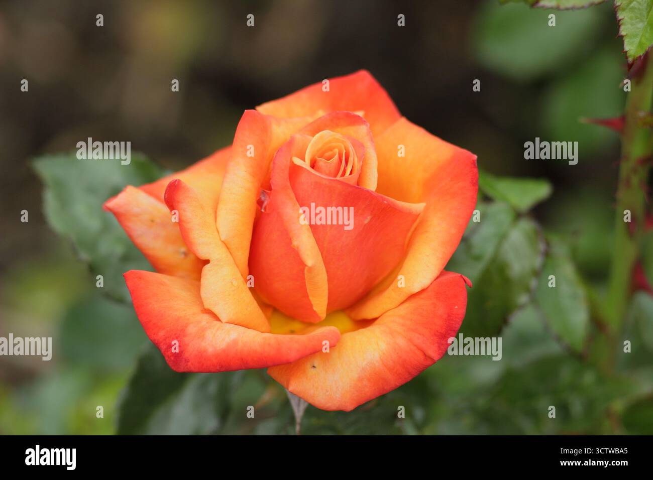 Rosa erinnerst du dich an mich, hybride Teerose mit leicht duftenden, doppelten, kupferfarbenen Orangenblüten Stockfoto