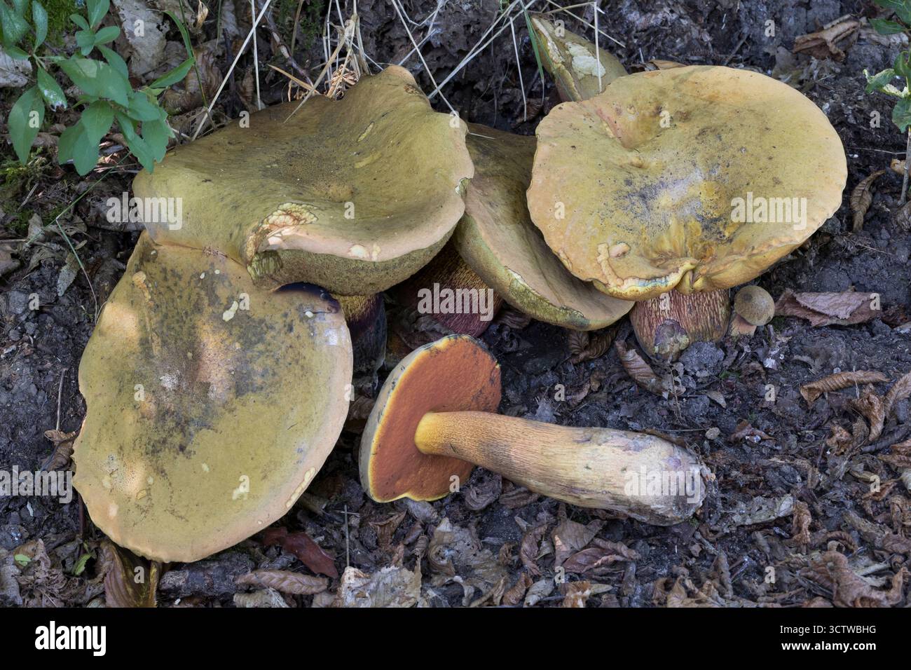 Netzstieliger Hexenröhrling, Netzstieliger Hexen-Röhrling, Netzhexe, Netz-Hexe, Suillellus luridus, Boletus luridus, lurid bolete, le Bolet Blafard Stockfoto