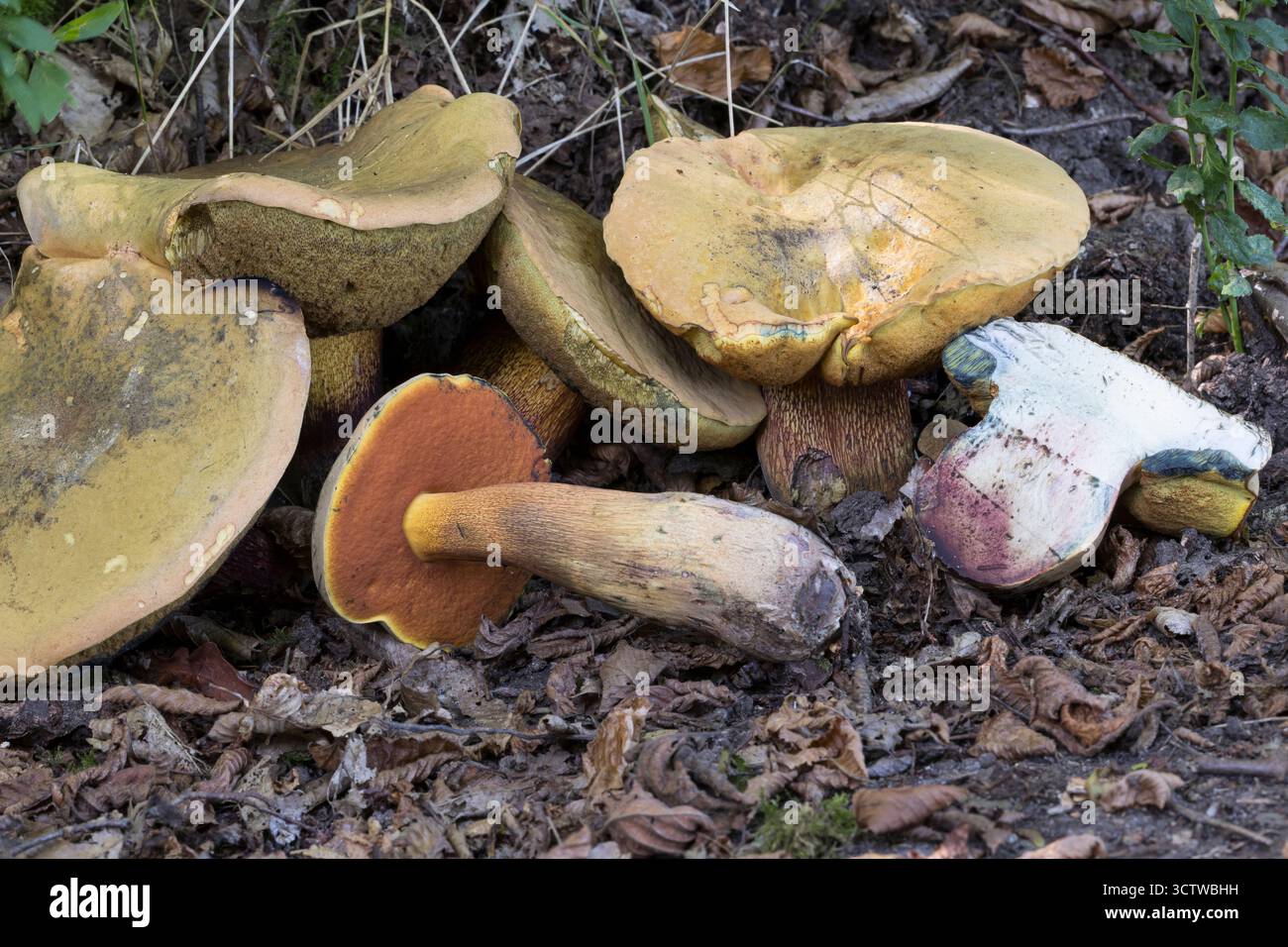 Netzstieliger Hexenröhrling, Netzstieliger Hexen-Röhrling, Netzhexe, Netz-Hexe, Suillellus luridus, Boletus luridus, lurid bolete, le Bolet Blafard Stockfoto