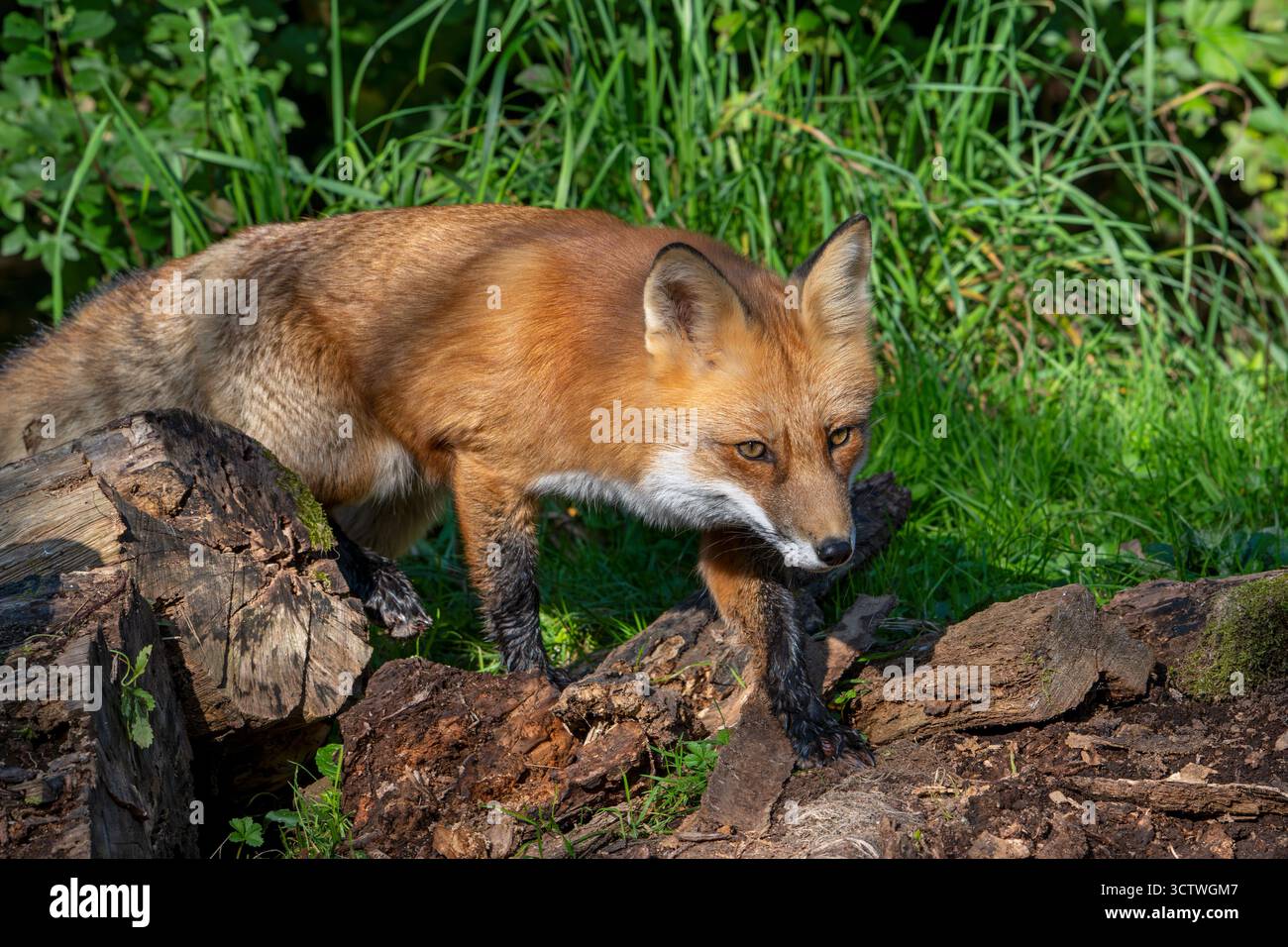 Jagd auf Rotfuchs (Vulpes vulpes), der ein Dickicht am Waldrand verlässt Stockfoto