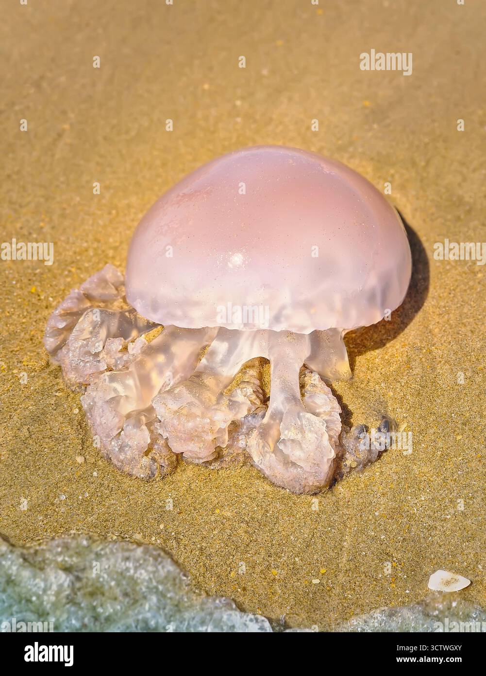 Nahaufnahme einer durchsichtigen, glockenförmigen Qualle, die auf nassem, goldenem Sand an Land gewaschen wurde. Hydromedusa strandete am Strand mit einer kleinen Welle von schaumigem Meer Stockfoto