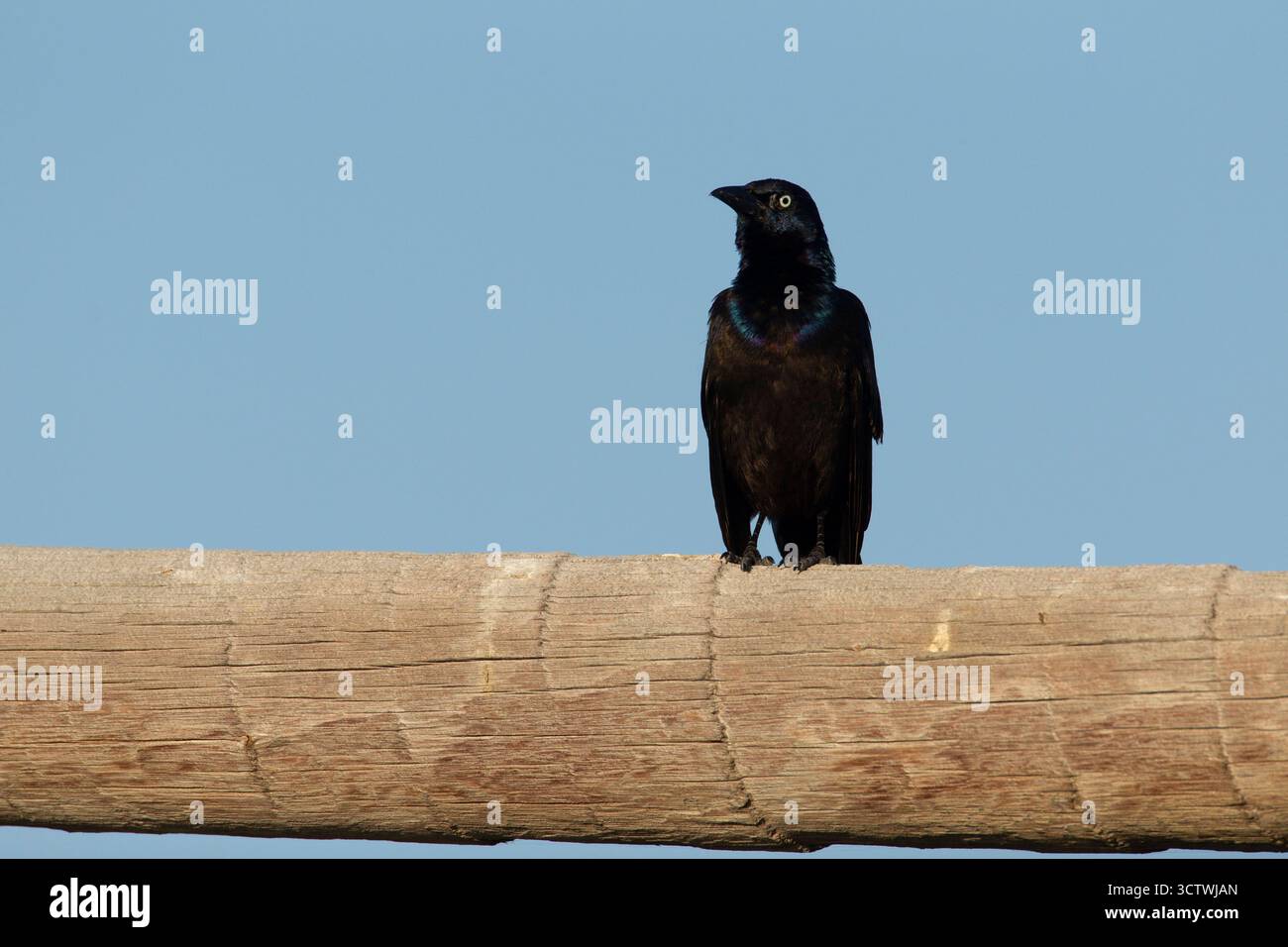 Der gewöhnliche Grackle (Quiscalus quiscula) steht auf einem Holzzaun. Stockfoto