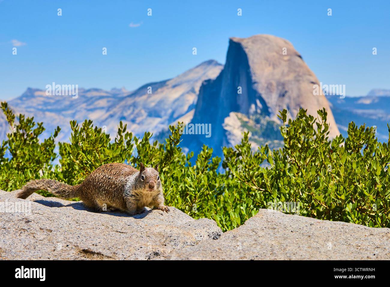 Murmeltier auf Felsen mit Half Dome und grünen Sträuchern Yosemite National Park California Stockfoto
