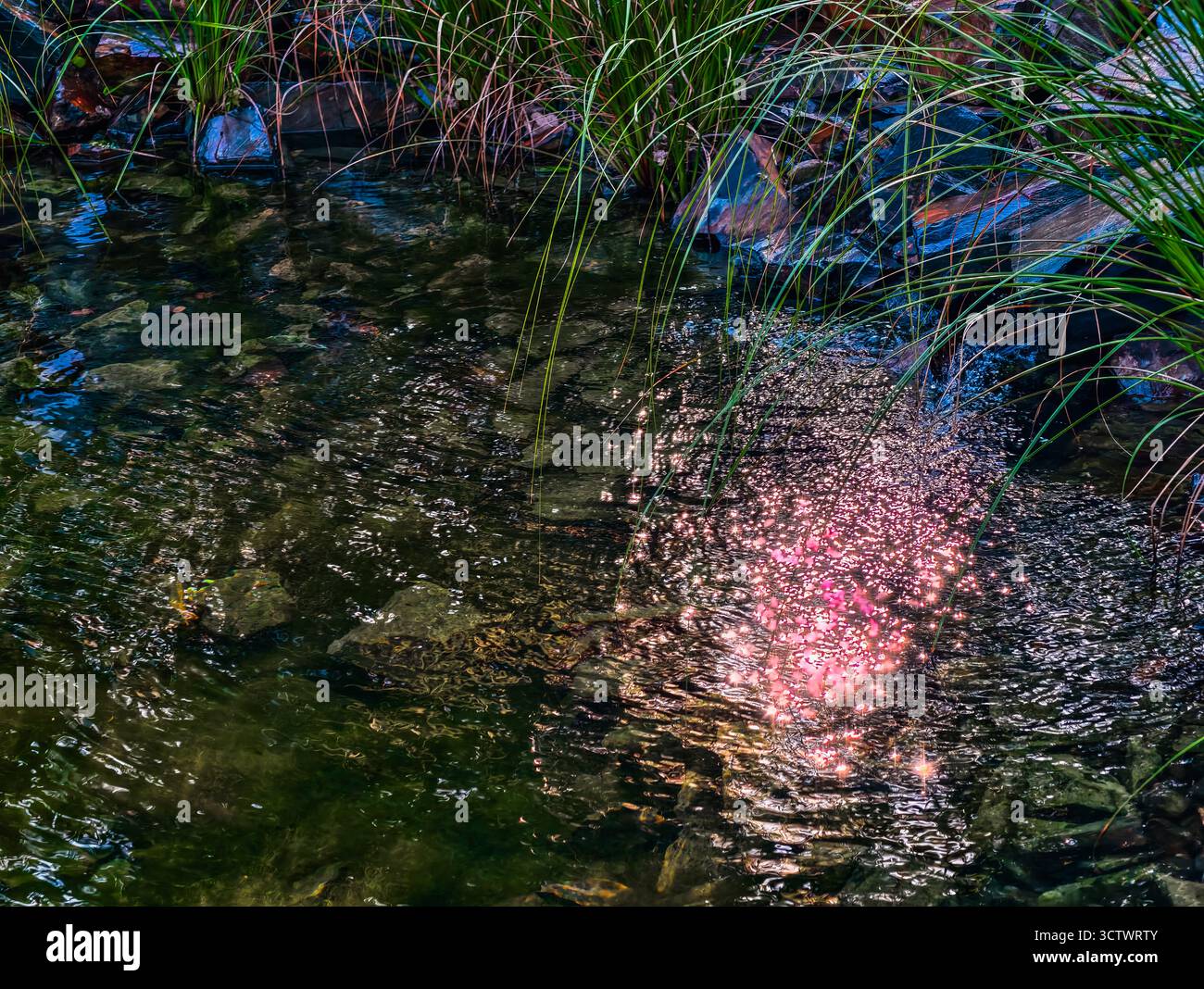 Bunte Lichtreflexe auf klarem Stream Wasser mit grünem Gras - natürlicher Bokeh-Effekt für Meditation und Entspannung. Ultrahohe Auflösung Stockfoto