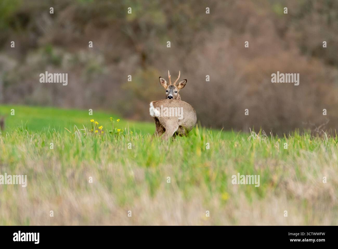 Ein junger Hirsch hält auf einem grasbewachsenen Feld und blickt zurück, während er von üppigem Grün und Bäumen umgeben ist. Stockfoto