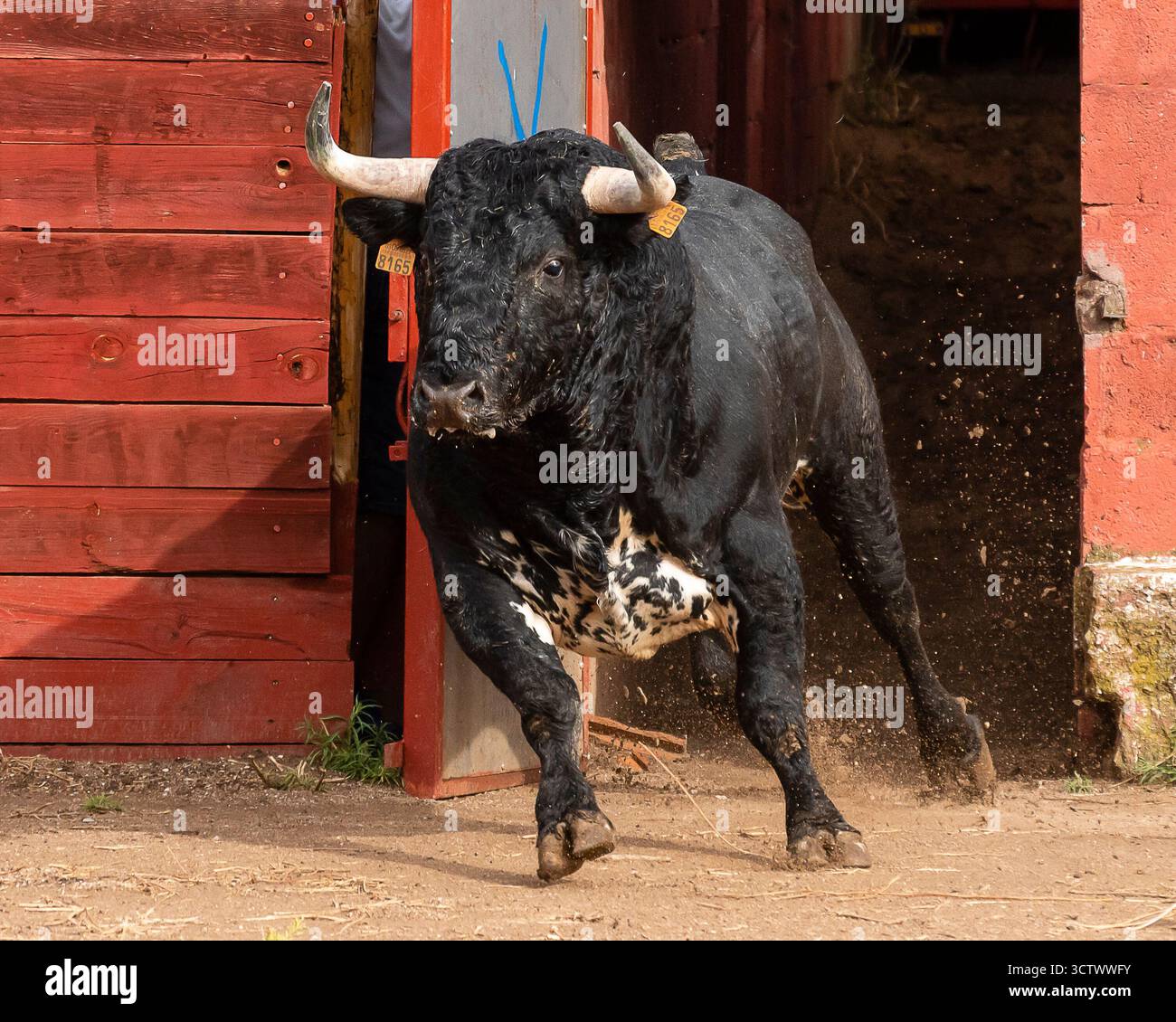 Ein mächtiger Stier läuft energisch aus einer Scheune in einen sonnendurchfluteten Außenbereich auf einer Landfarm. Stockfoto
