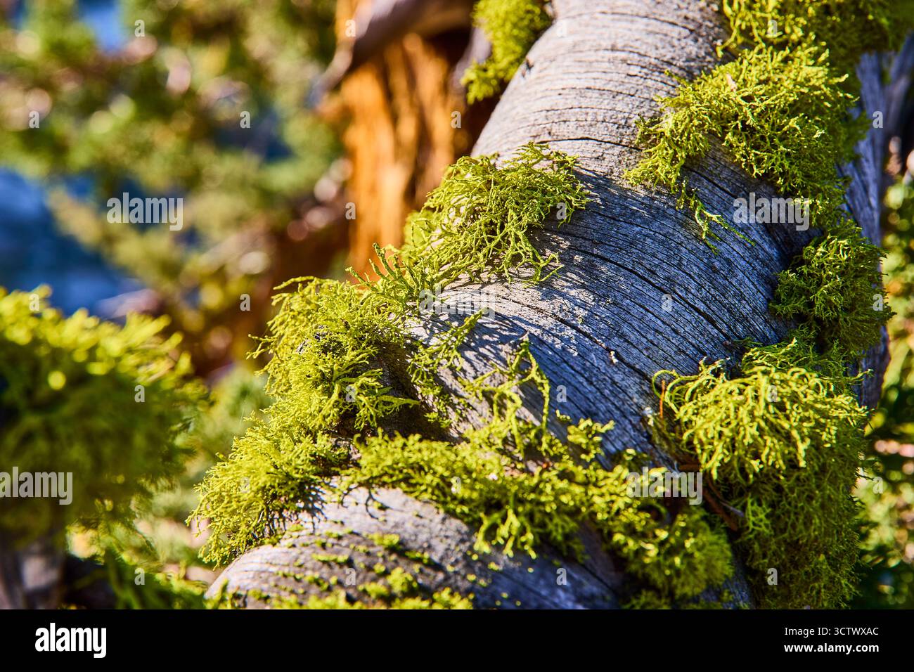 Moos wächst auf verwittertem Baumstamm im Sunlight Forest Close Up Stockfoto