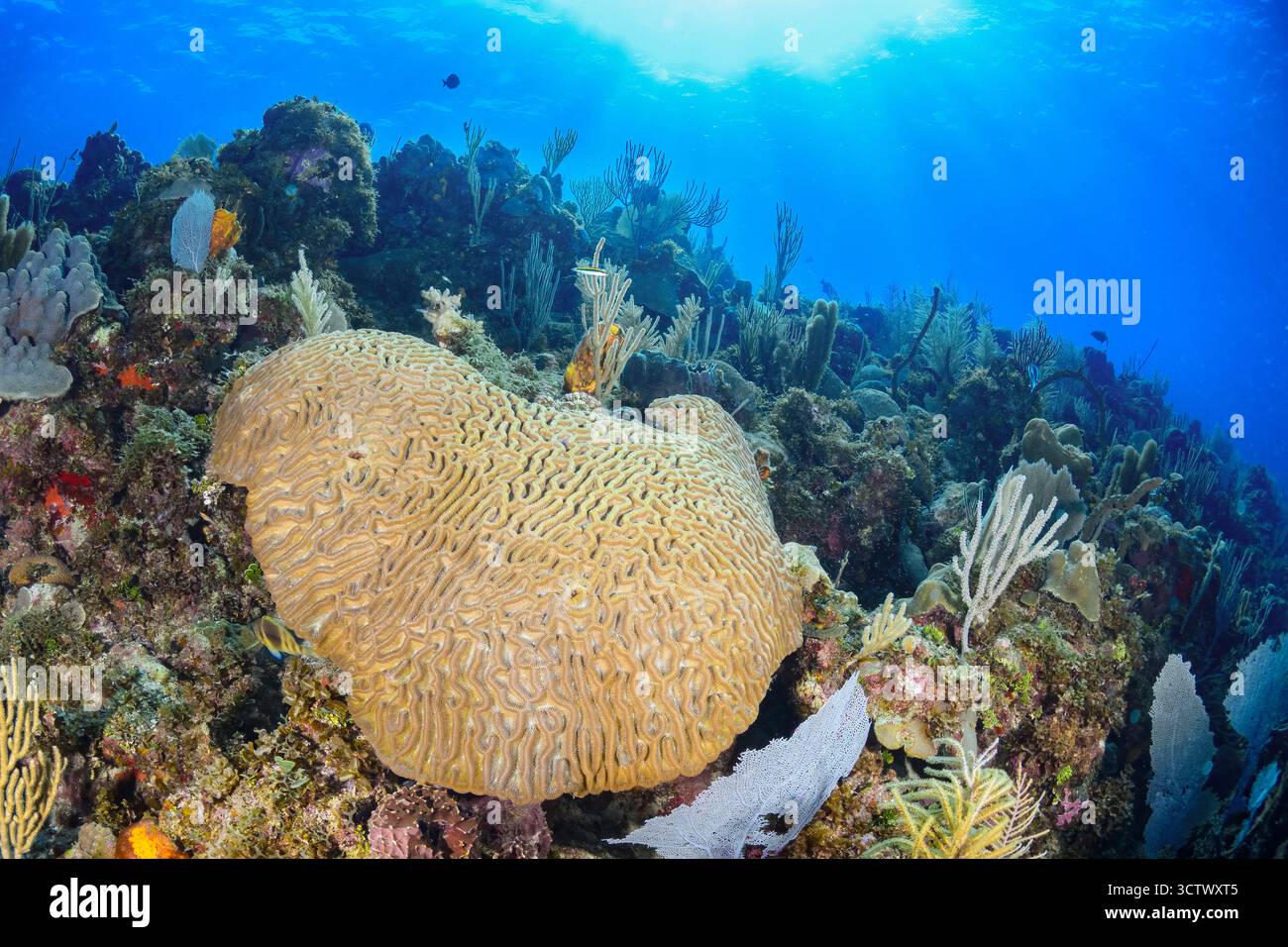 Boulder Brain Coral, Colophyllia Natans, Gärten der Königin, Kuba Stockfoto
