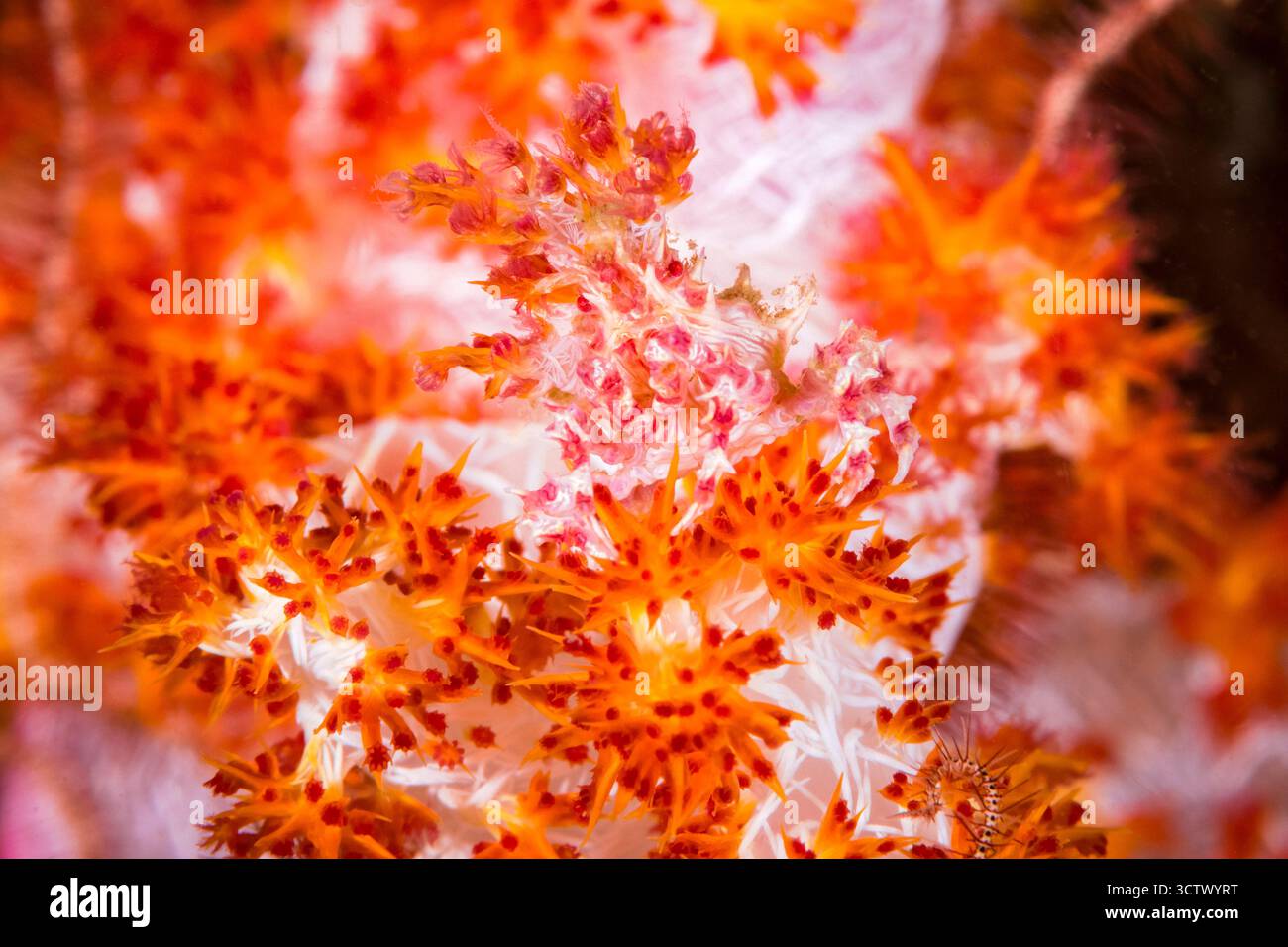 Candy Crab, auch als Soft Coral Crab bezeichnet, Hoplophrys oatesii, Dumaguete, Negros Oriental, Philippinen, Pazifik Stockfoto