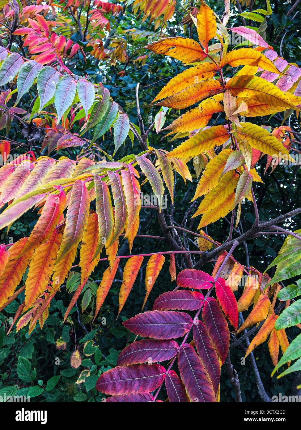Sumakblätter in verschiedenen Phasen der Farbänderung im Herbst. Stockfoto