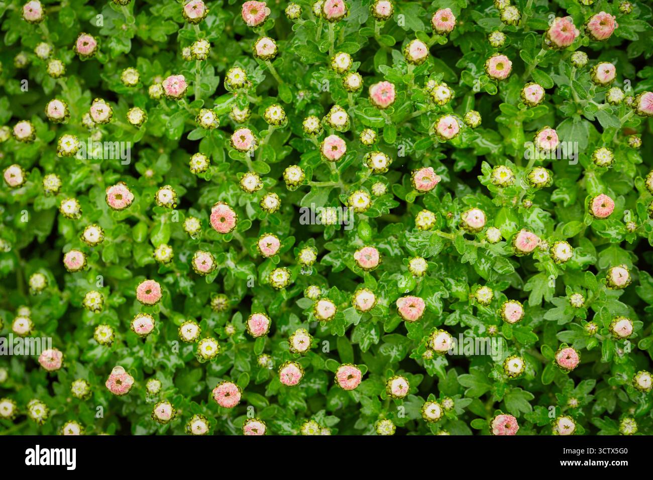 Ein zartes Muster aus zahlreichen rosafarbenen Chrysanthemenknospen und nassgrünem Laub, in einer Nahaufnahme mit frischen Regentropfen festgehalten. Symbol der Herbstblüte Stockfoto