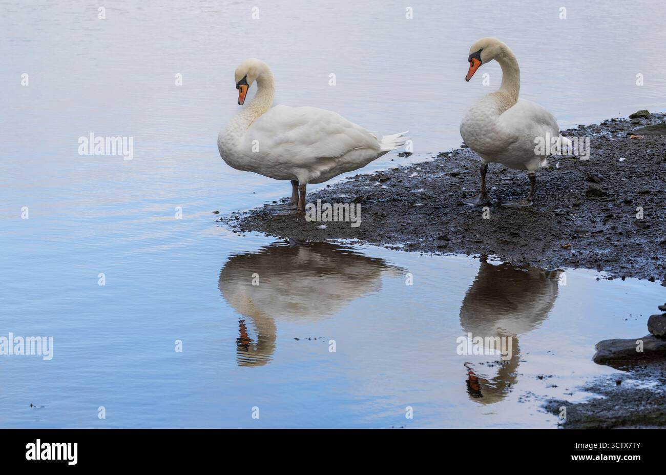 Stumme Schwäne Cygnus olor mit Blick auf ihre Reflexionen auf dem Seewasser. Stockfoto Stumme Schwäne Cygnus olor mit Blick auf ihre Reflexionen auf dem Seewasser. Stockfoto