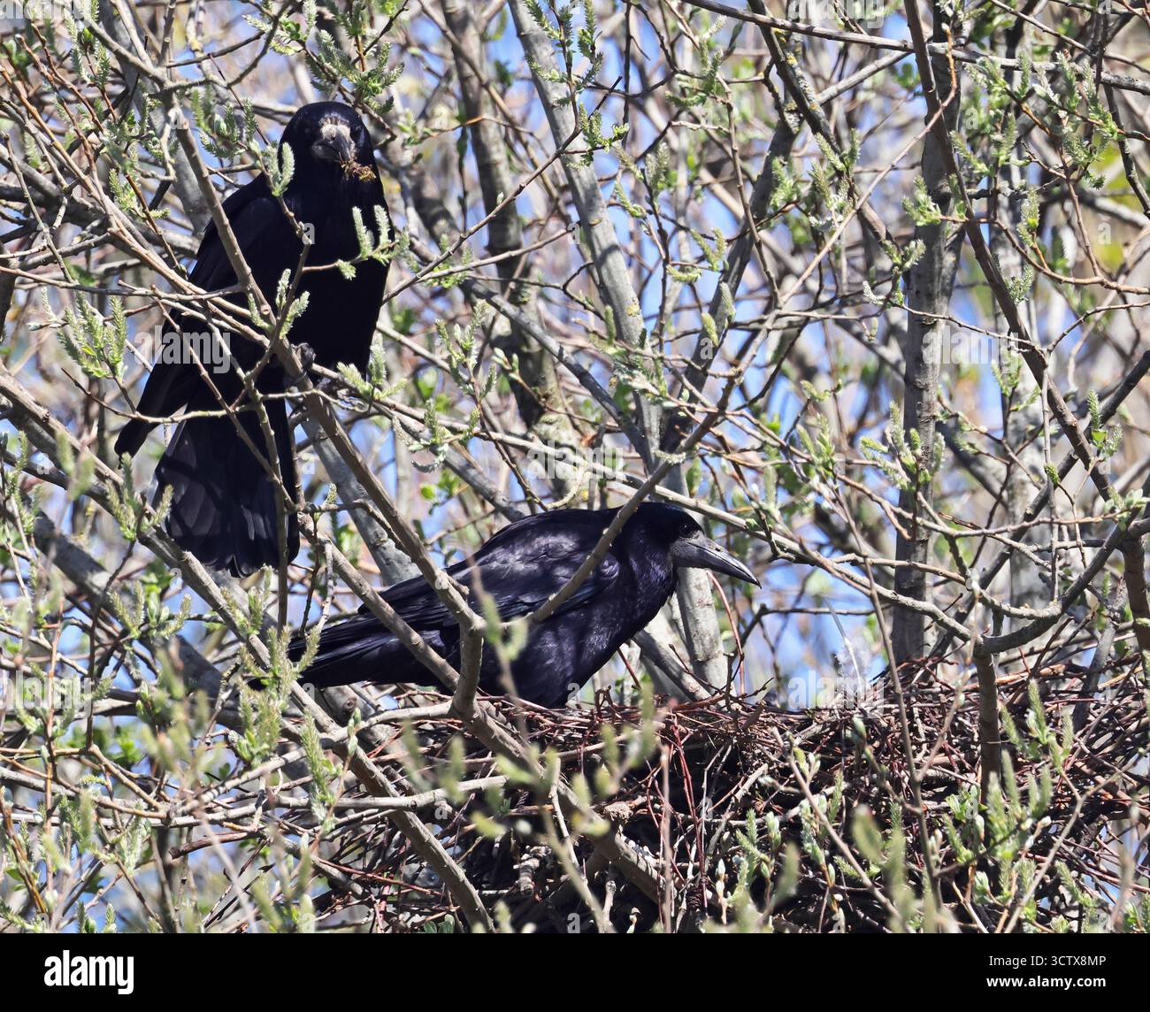 Ein Paar Rooks (Corvus frugilegus) an ihrem Nistplatz in Slimbridge WWT Gloucestershire UK Stockfoto