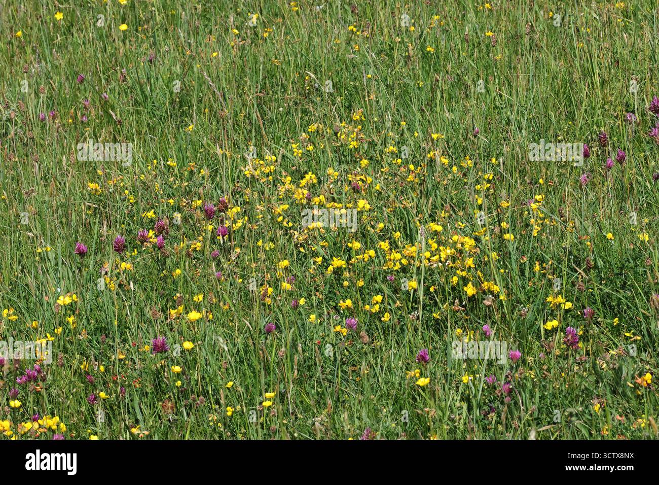 Eine wilde Blumenwiese in den Cotswold Hills Gloucestershire, Großbritannien Stockfoto