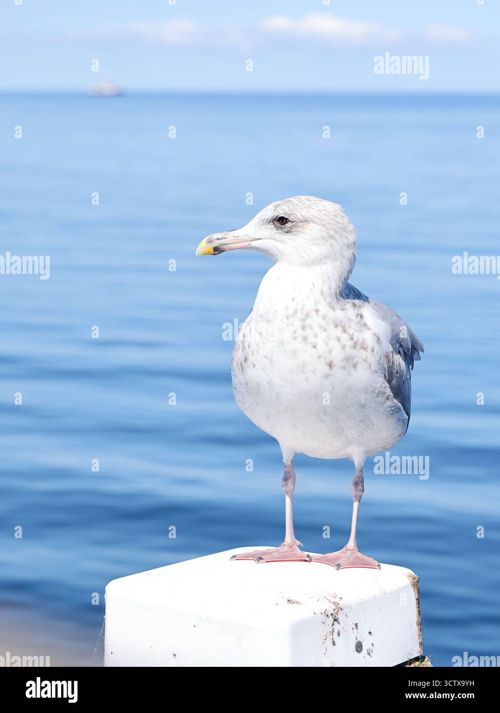 Seemöwen in der Ostsee Stockfoto