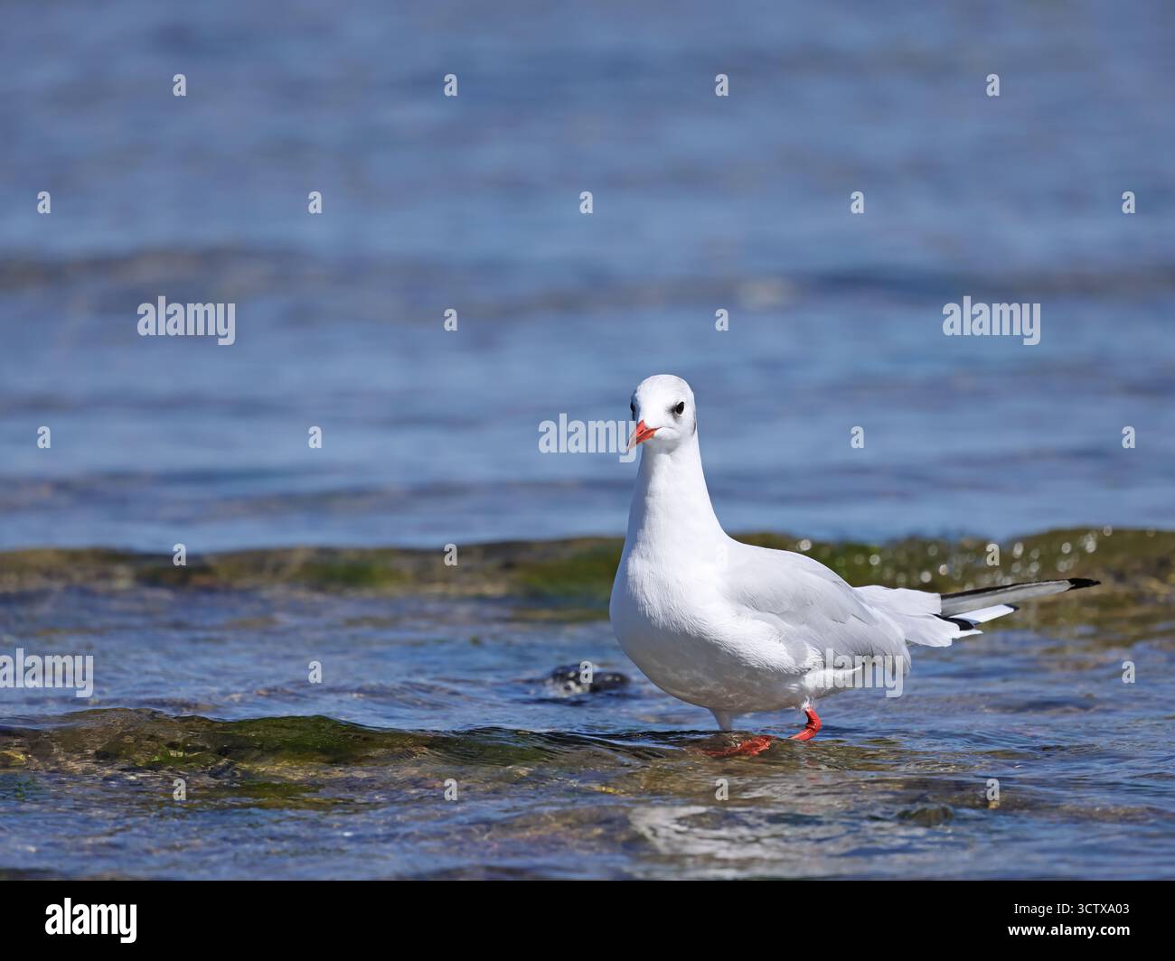 Sumpfmöwe - Sturmmöve Ostsee Stockfoto
