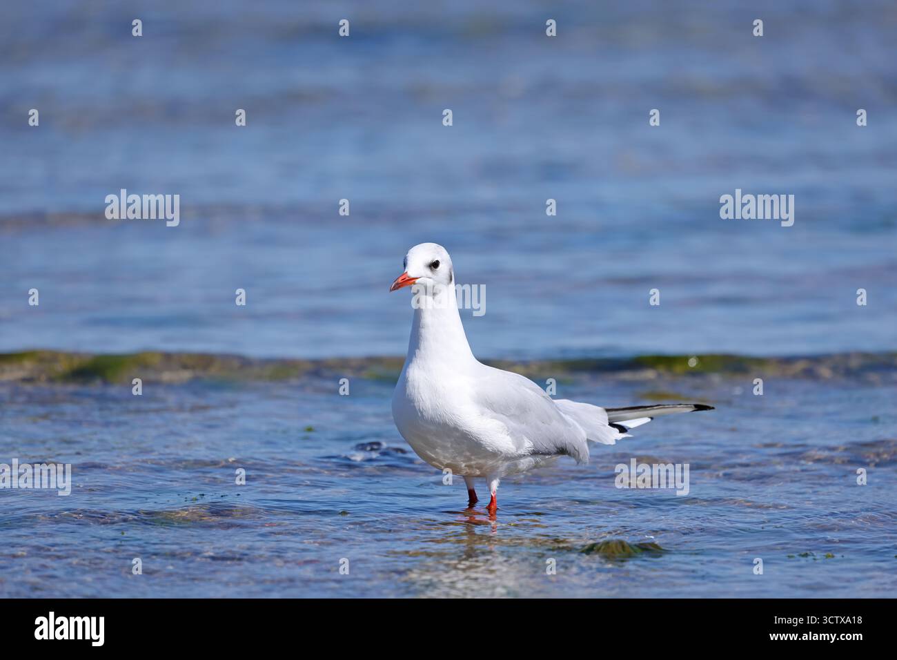 Sumpfmöwe - Sturmmöve Ostsee Stockfoto