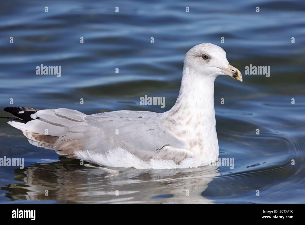 Seemöwen in der Ostsee Stockfoto