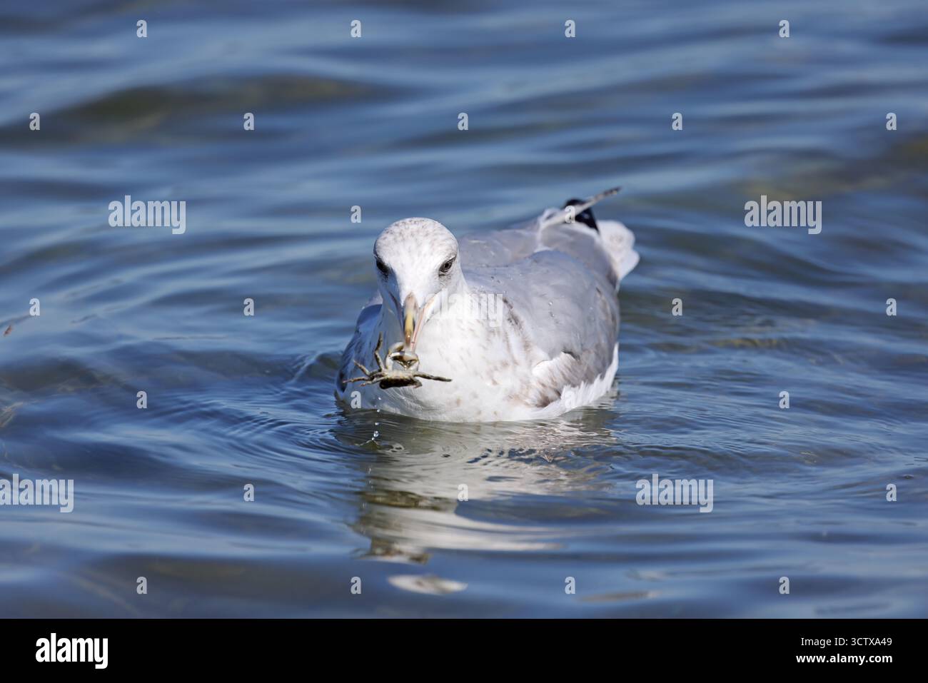 Seemöwen in der Ostsee Stockfoto