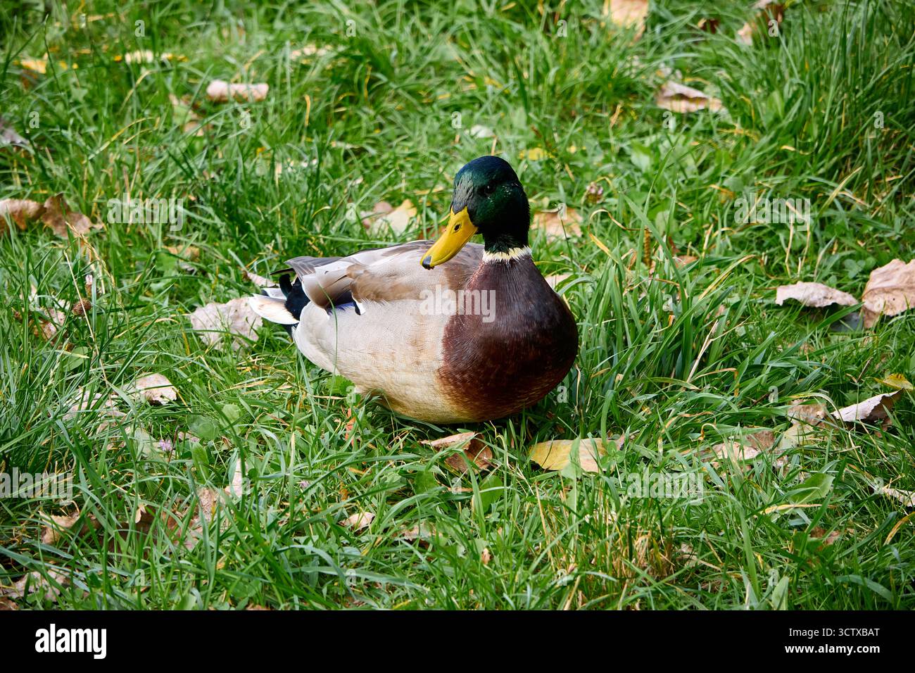 Eine Stockente sitzt friedlich im üppigen grünen Gras, ihr lebendiges Gefieder steht in einem wunderschönen Kontrast zur natürlichen Umgebung in einer ruhigen Umgebung im Freien Stockfoto