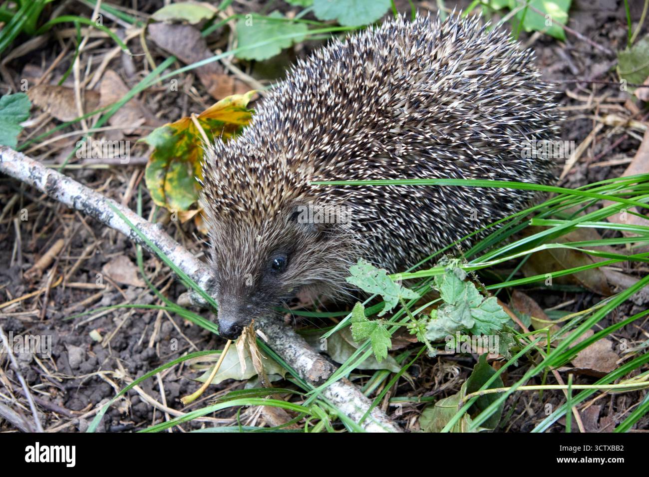 Eine Nahaufnahme fängt einen jungen europäischen Igel inmitten von Waldlaub ein, dessen Stege sich mit natürlichen Waldstrukturen und Erdtönen verschmelzen. Stockfoto