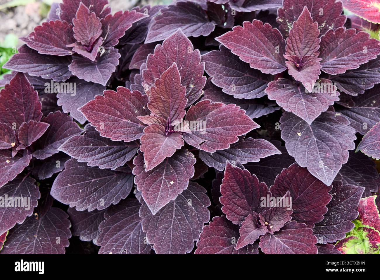 Nahaufnahme einer wunderschönen coleus-Pflanze mit markantem dunkelvioletten Laub, die die komplizierten Muster und Texturen ihrer Blätter zeigt. Stockfoto