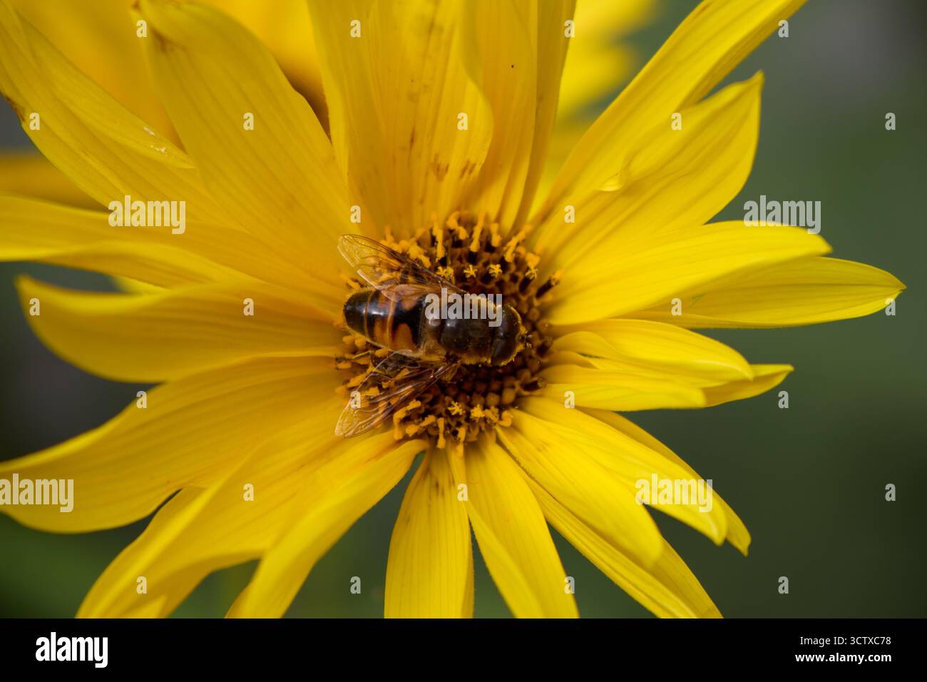 Nahaufnahme einer Biene, die auf den leuchtend gelben Blütenblättern einer Blume in voller Blüte ruht und einen Moment der natürlichen Schönheit und Ruhe einfängt. Stockfoto