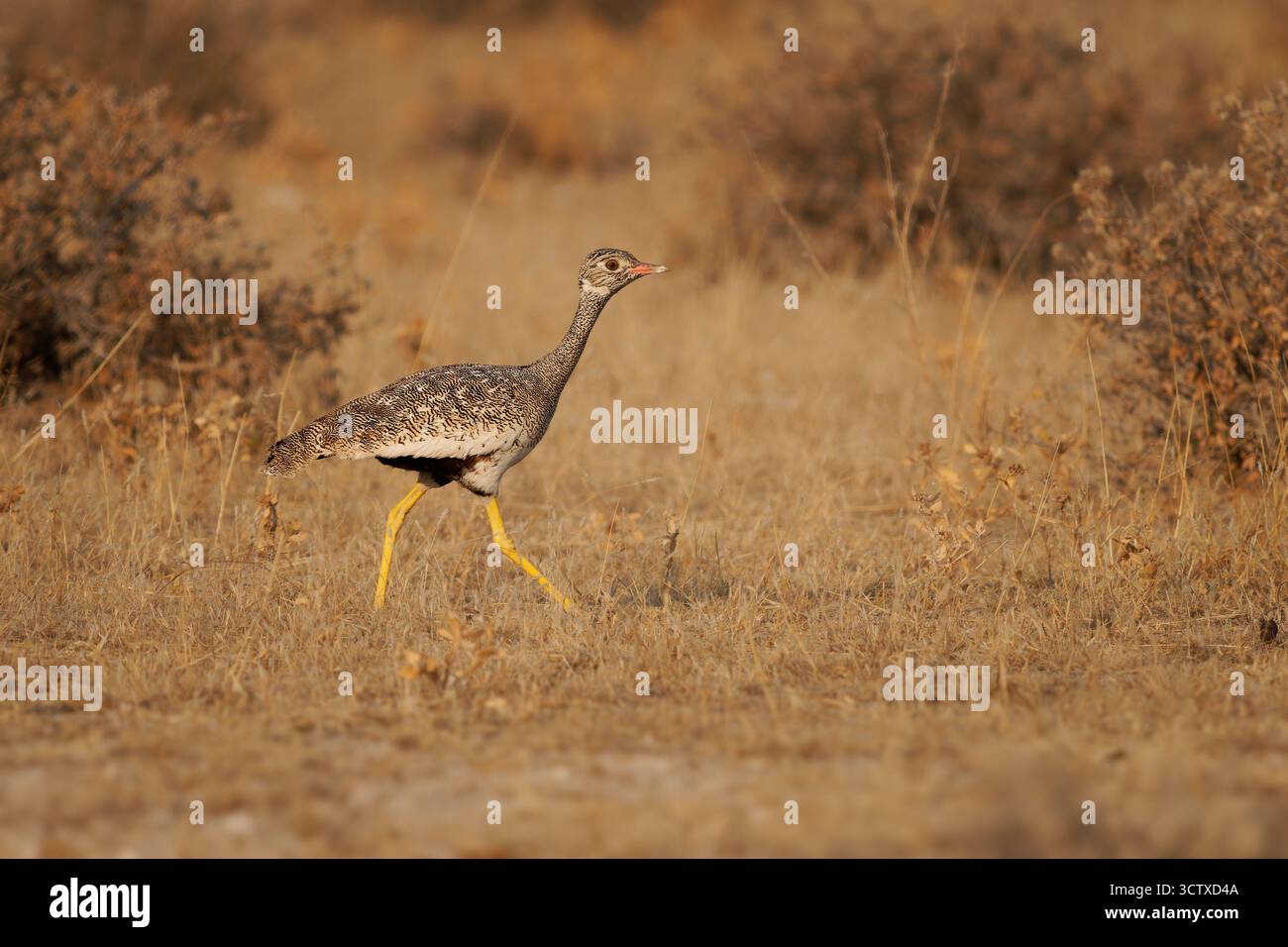 Weibchen des nördlichen Schwarzen Korhaans Afrotis afraoides auch Weißgesteppte Trappe, Vogel in Otididae weit verbreitet im südlichen Afrika auf offenem Graslan Stockfoto