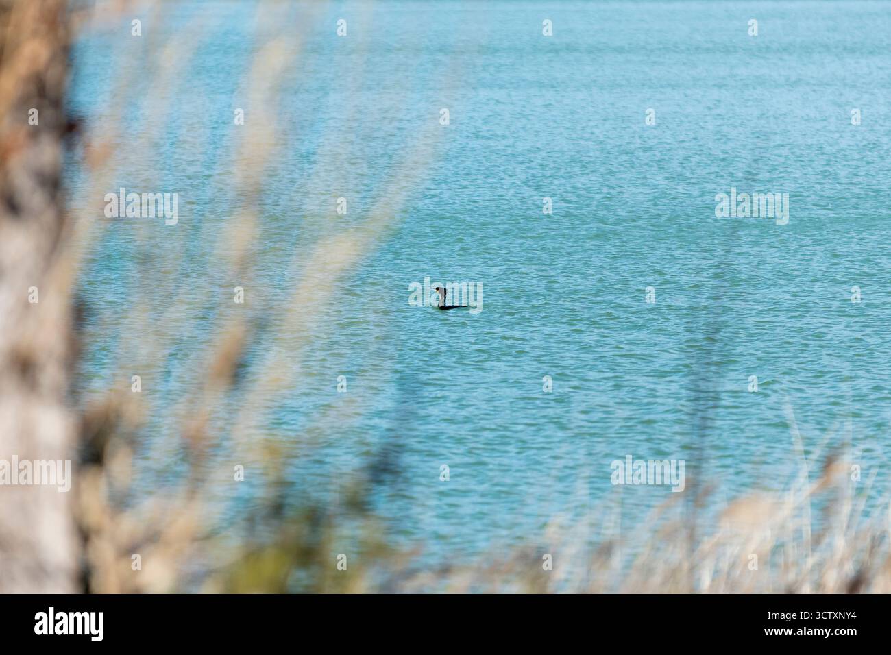 Vögel schwimmen im ruhigen blauen Wasser, umgeben von natürlichem Laub an einem sonnigen Tag Stockfoto