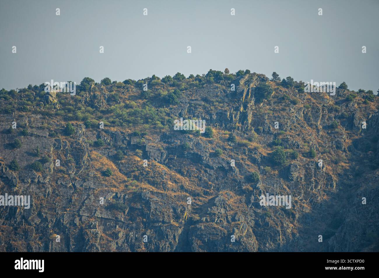 Waldnähe durch Komprimierung des Raums zwischen Bäumen mit einem 600-mm-Teleobjektiv von einem Hügel aus. Stockfoto
