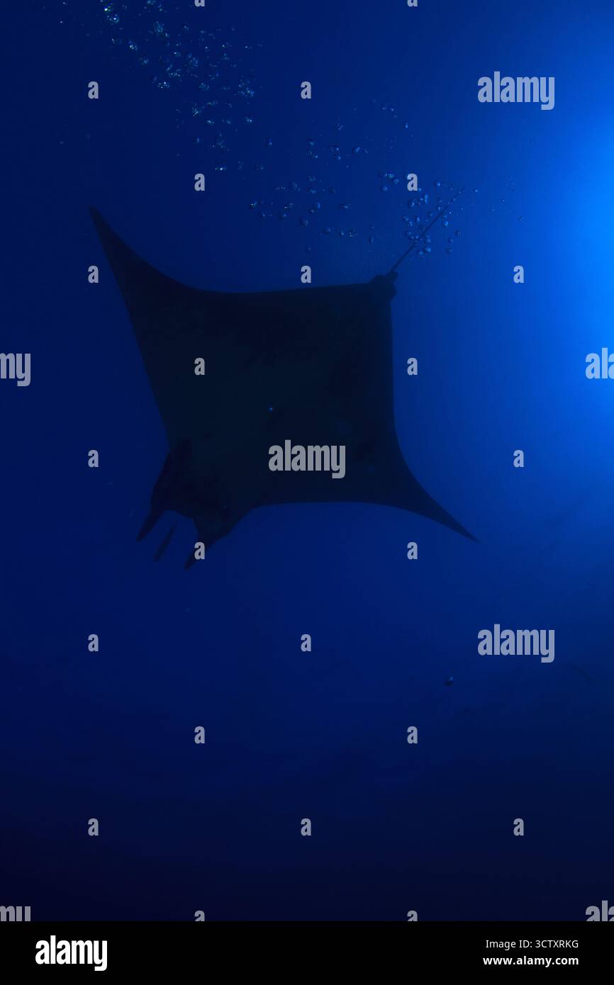Die Silhouette eines Stachelrochen, der in der Abenddämmerung mitten im Ozean schwimmt. Stockfoto