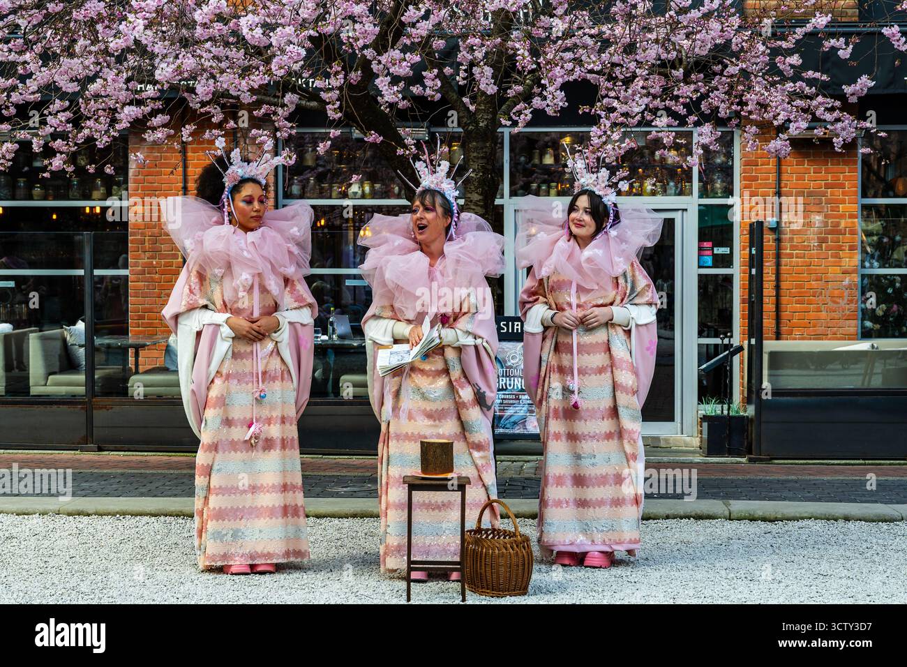 Cherry Blossom Day am Oozells Square am Brindleyplace Birmingham West Midlands für die blühende Tagundnachtgleiche am 20. März 2025 in Birmingham Stockfoto