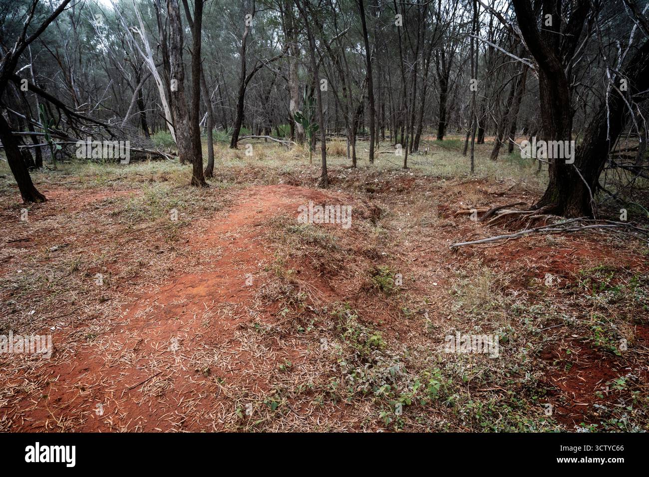 Überreste von Schlitzgräben, die während des Zweiten Weltkriegs zur Verteidigung des geheimen US-Luftwaffenstützpunktes in Charleville, Queensland, Australien ausgegraben wurden Stockfoto