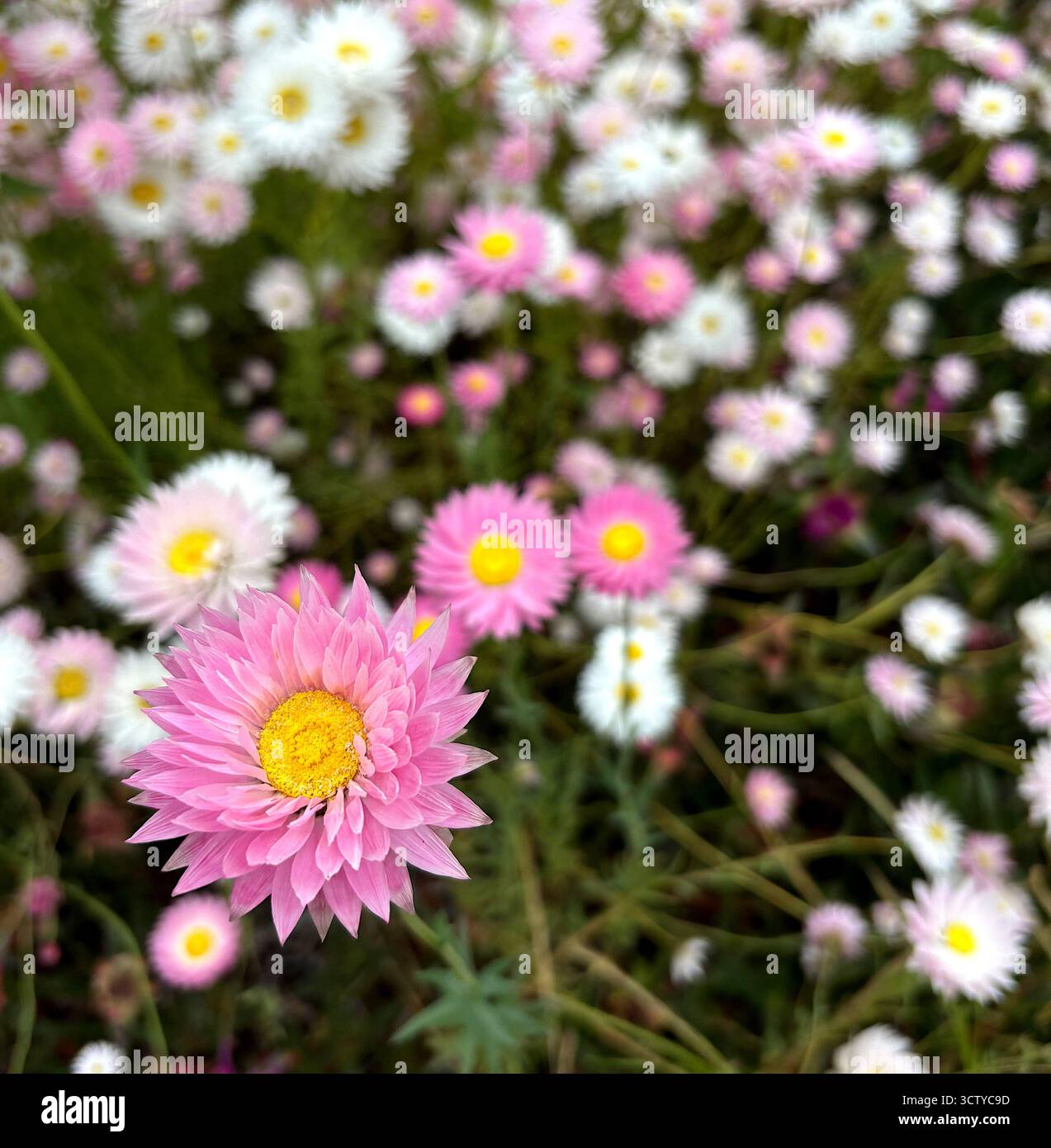 Einheimische ewige Gänseblümchen (Rhodanthe Chlorocephala), Frühlingswildblumen in Perth, Western Australia - Smartphone-aufgenommenes Stockfoto