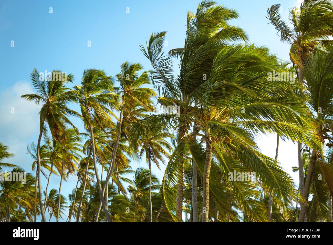 Üppig grüne Palmen stehen hoch unter einem hellblauen Himmel. Der Wind raschelt sanft über die Blätter und schafft eine friedliche Atmosphäre entlang der tropischen Coas Stockfoto